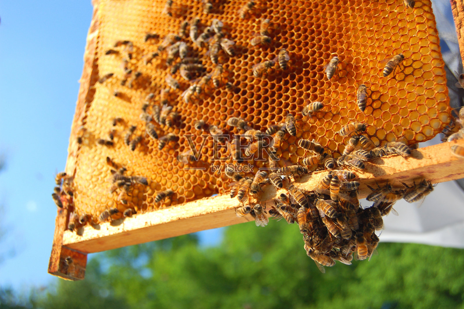 新鲜的蜂巢，上面有蜜蜂照片摄影图片