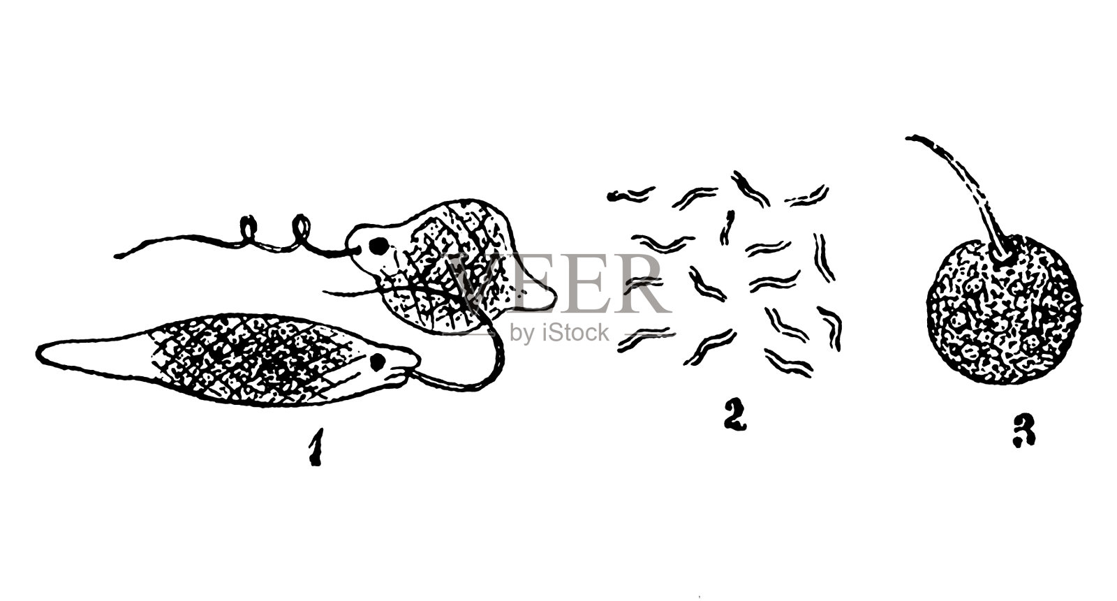 Euglena Viridis，弧菌科，Monas Termo插画图片素材