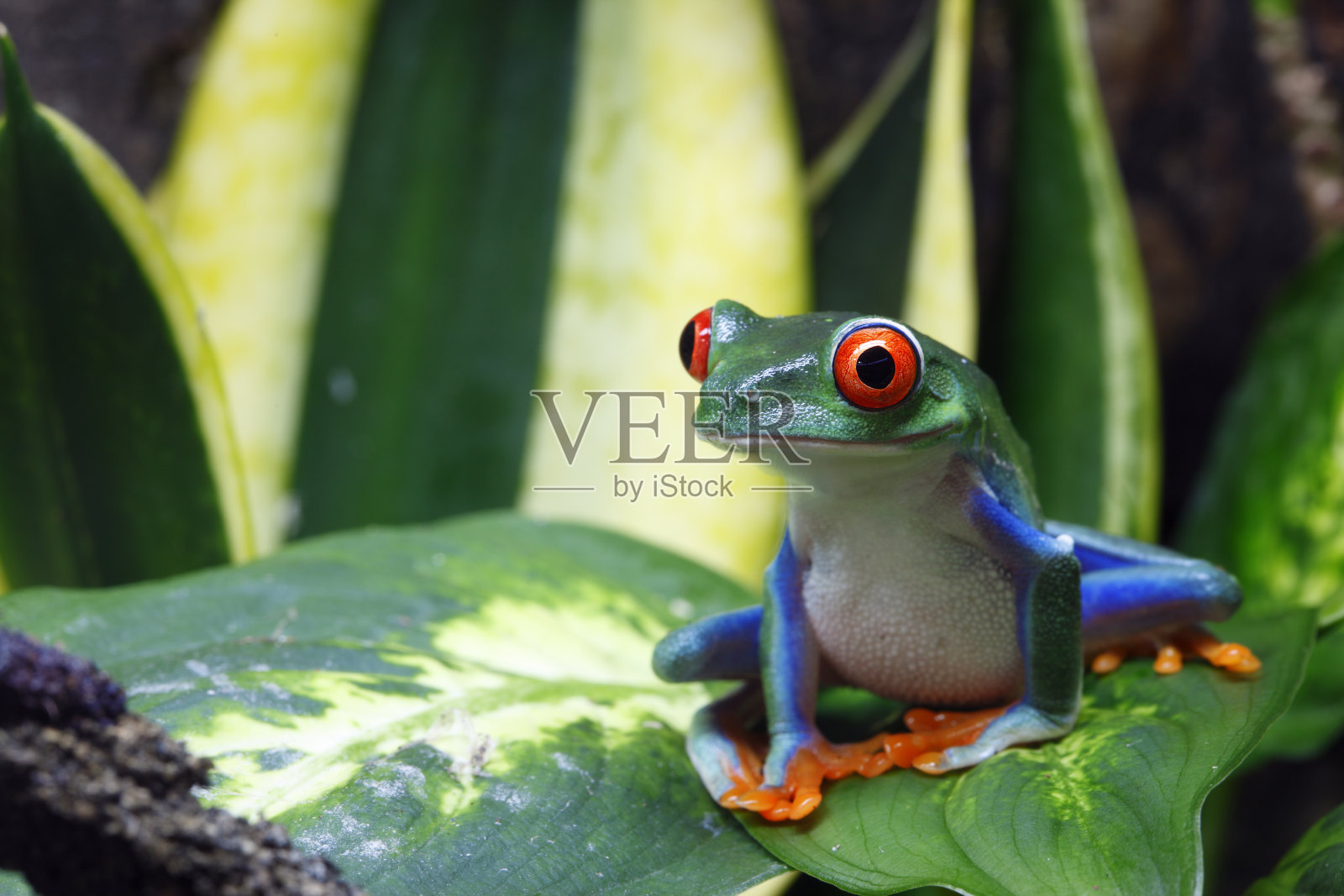 一只在绿叶上微笑的青蛙照片摄影图片