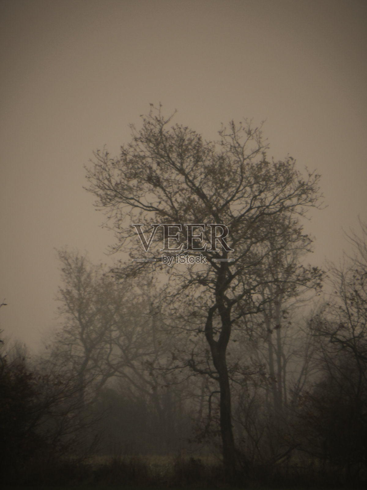 雾蒙蒙的树照片摄影图片