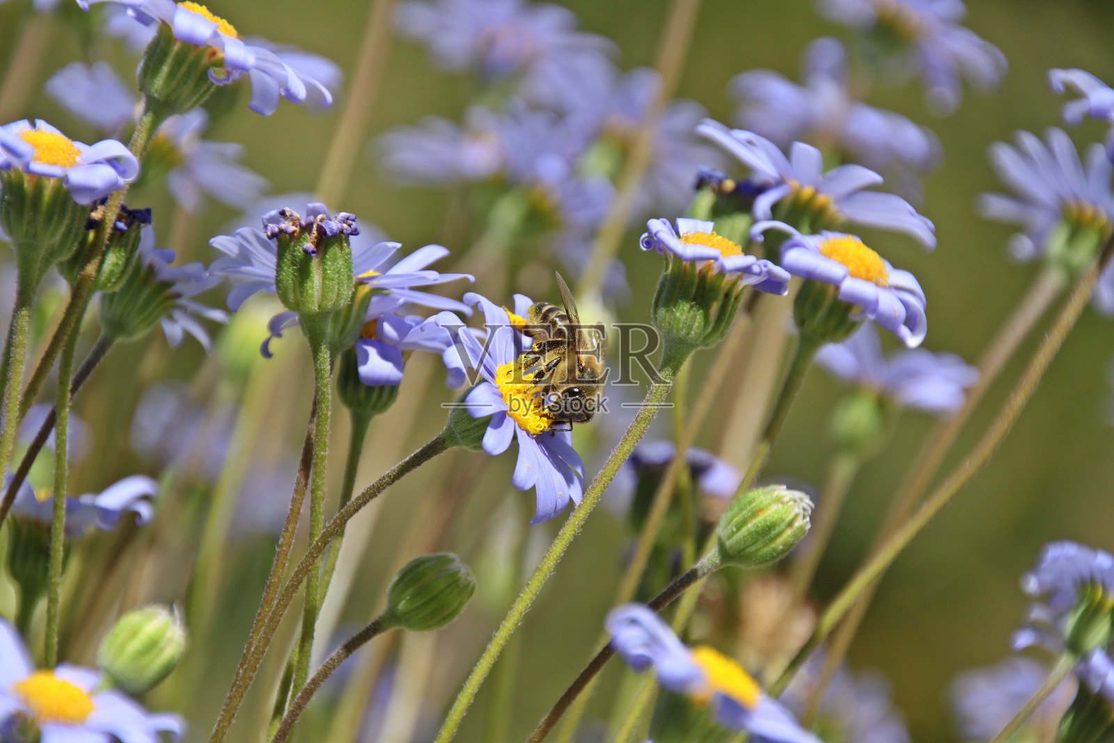 蜜蜂采集标注照片摄影图片