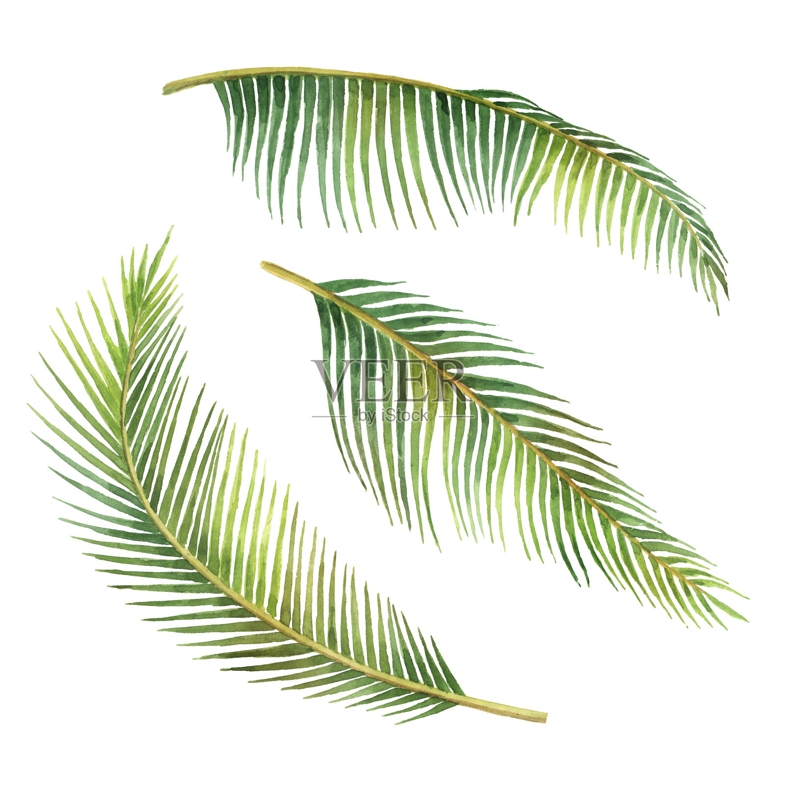 水彩画的分支的棕榈树孤立在白色的背景。设计元素图片