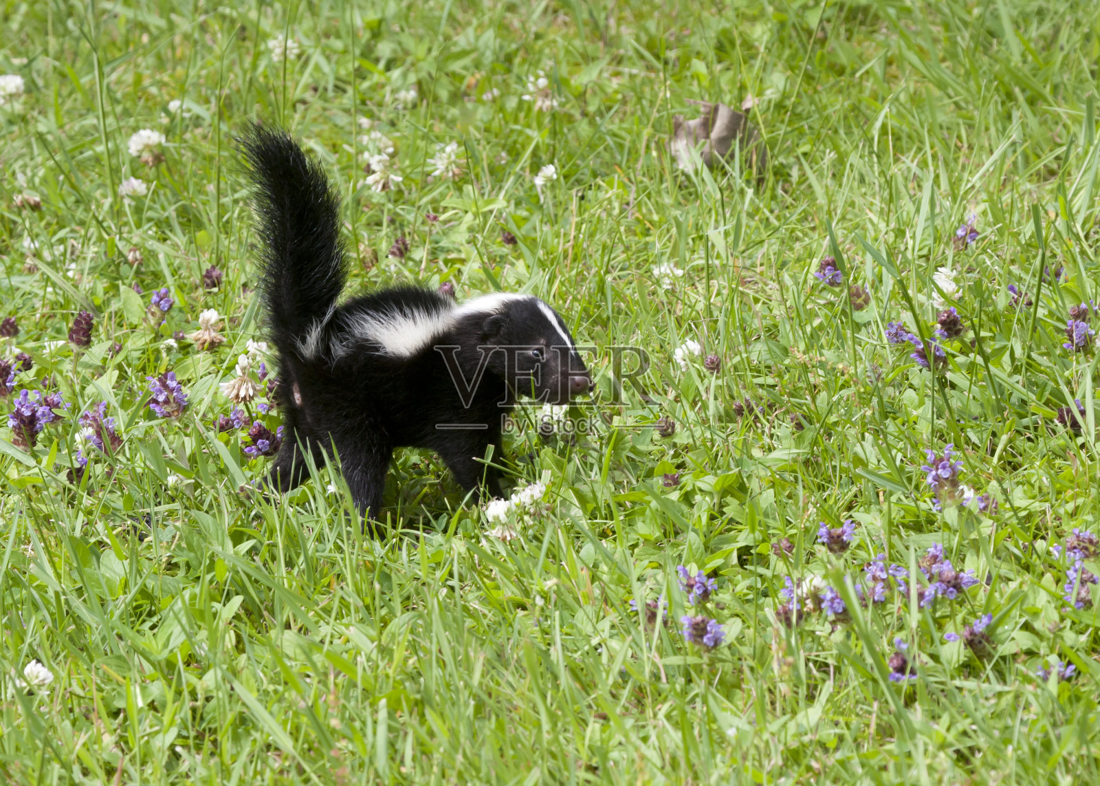 小臭鼬在野花丛生的草地上照片摄影图片