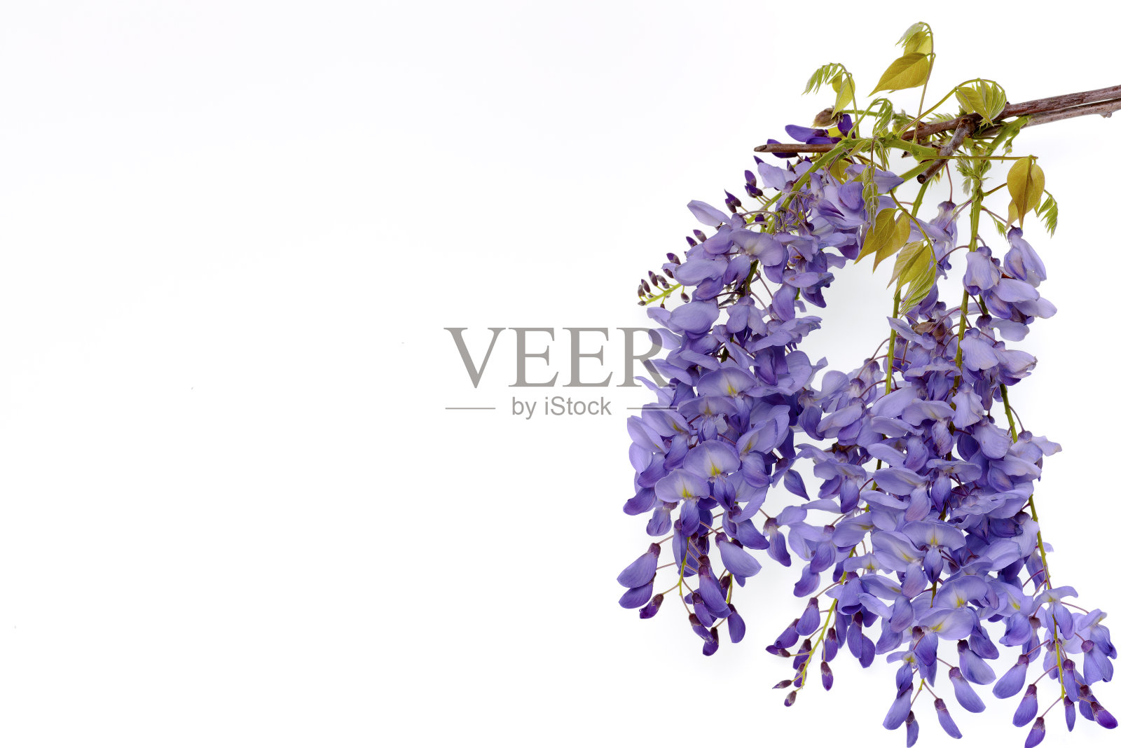 紫藤花的花卉设计元素。照片摄影图片