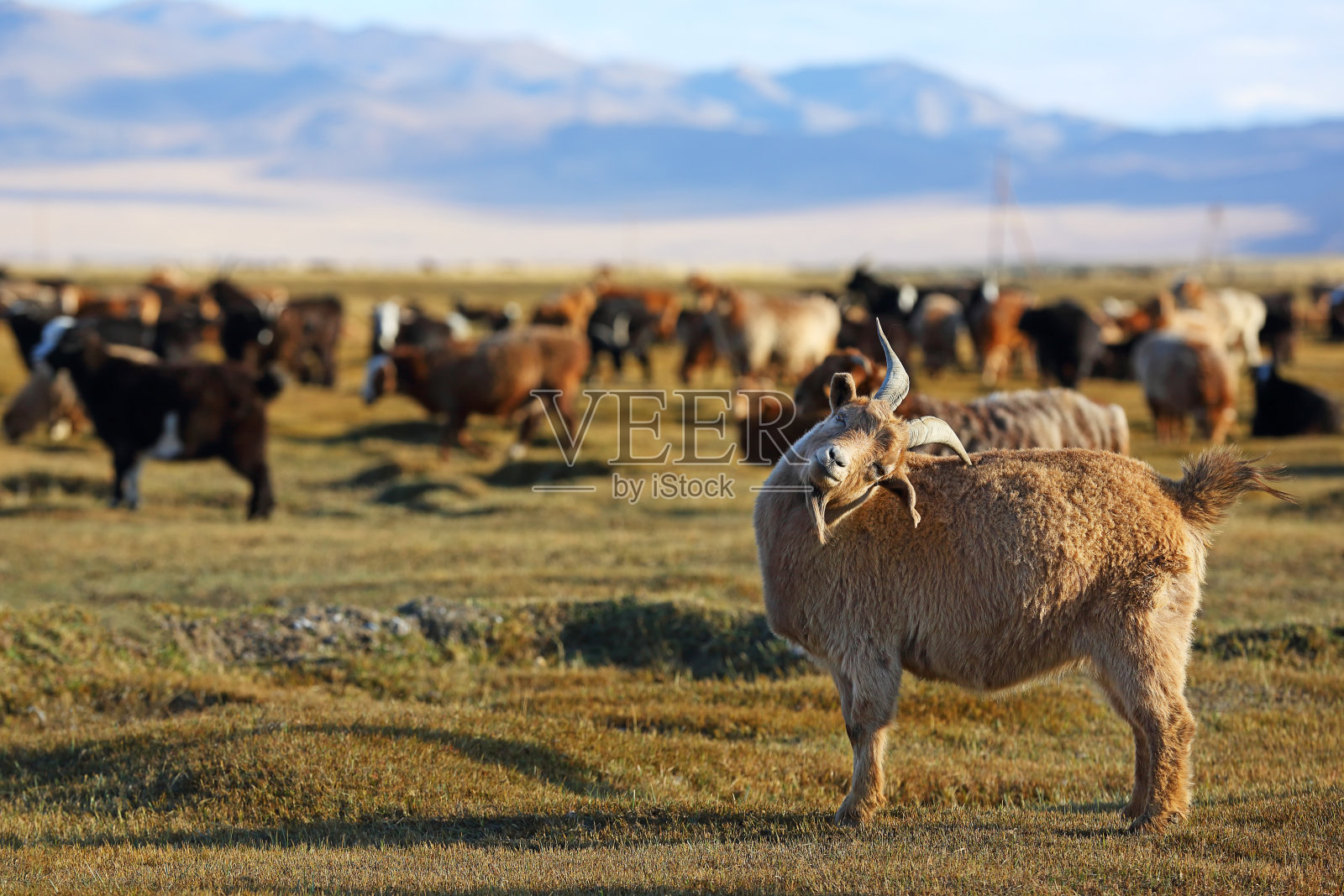 草地上的一群山羊和绵羊照片摄影图片