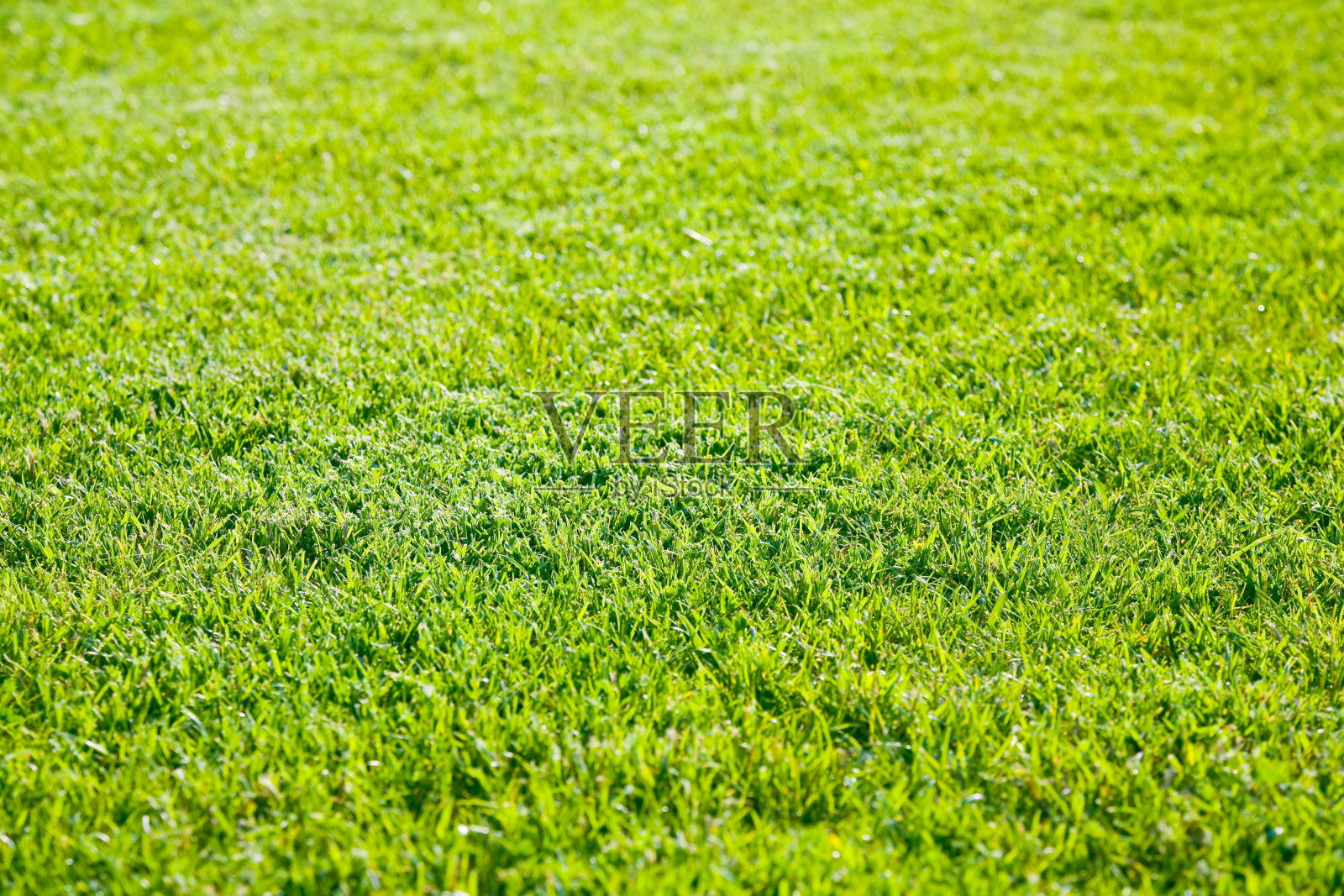 绿色的草地照片摄影图片