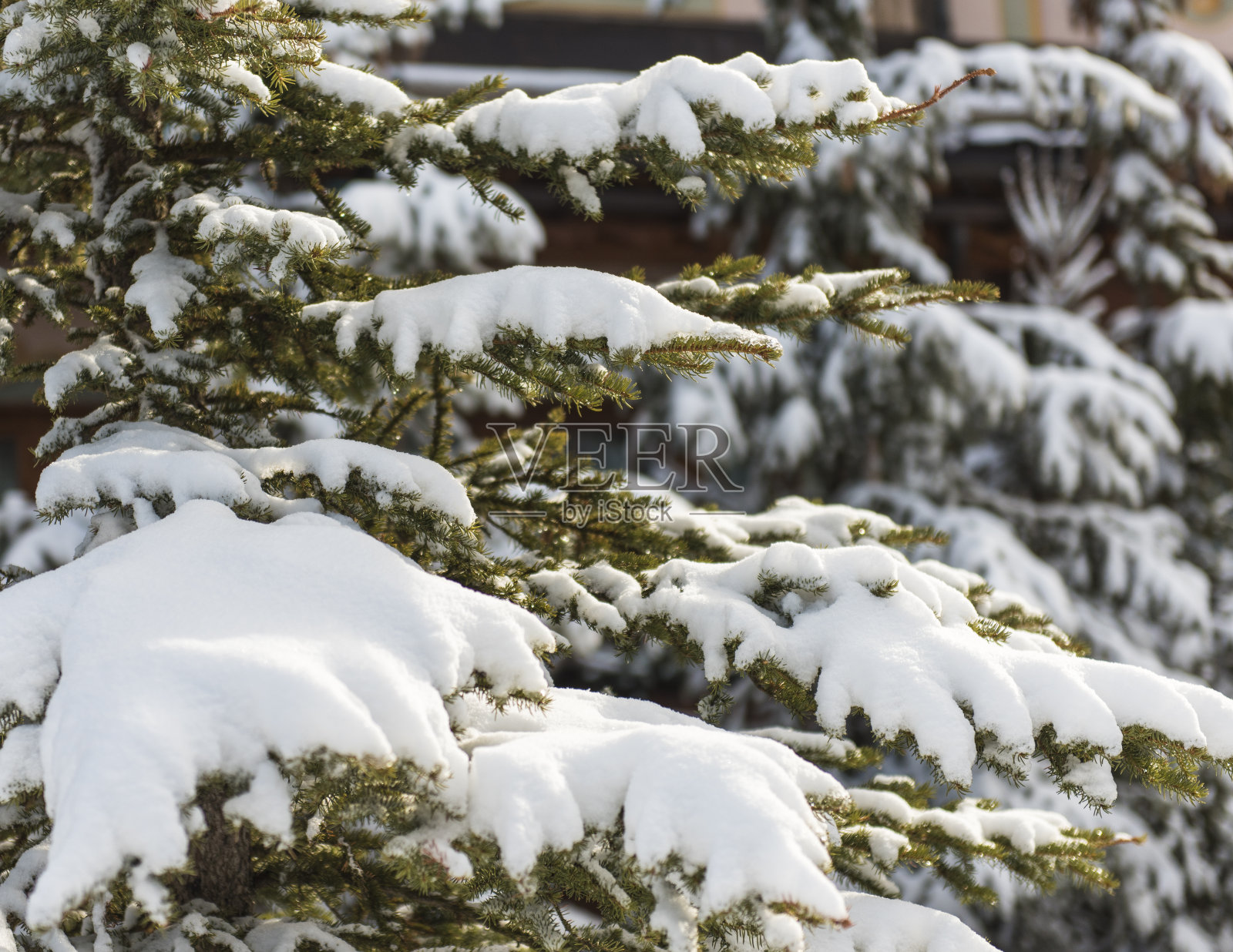 白雪覆盖的针叶树的特写照片摄影图片