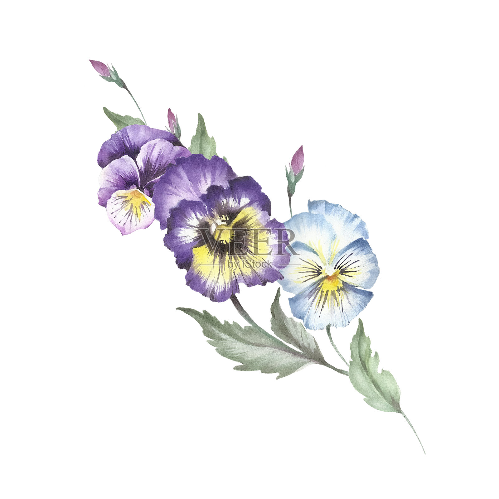 束三色紫罗兰。手绘水彩插图插画图片素材
