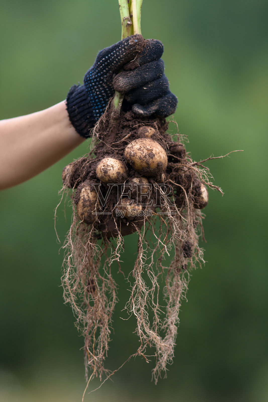 手握手套挖灌木马铃薯照片摄影图片