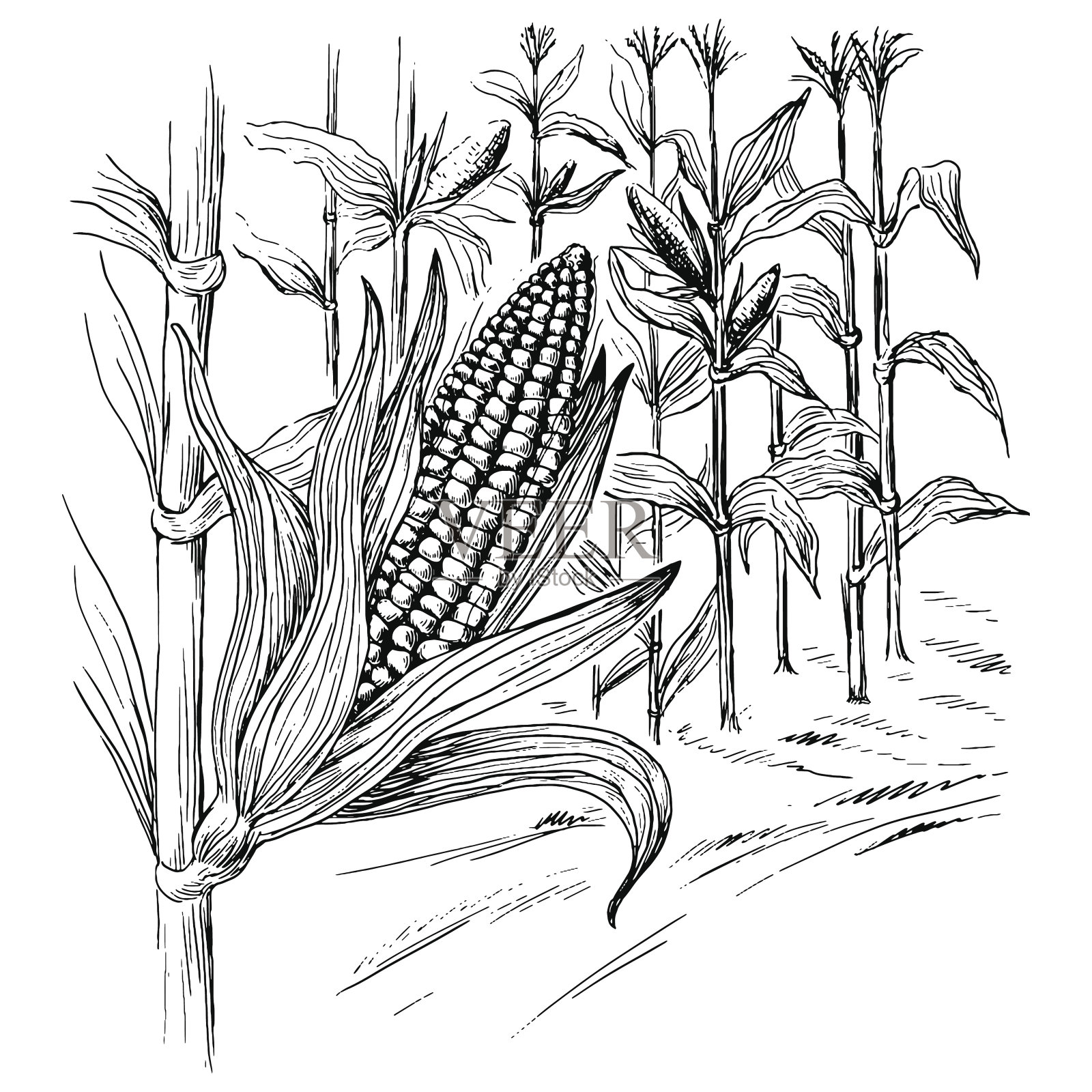 夏天收获前田里的玉米穗插画图片素材