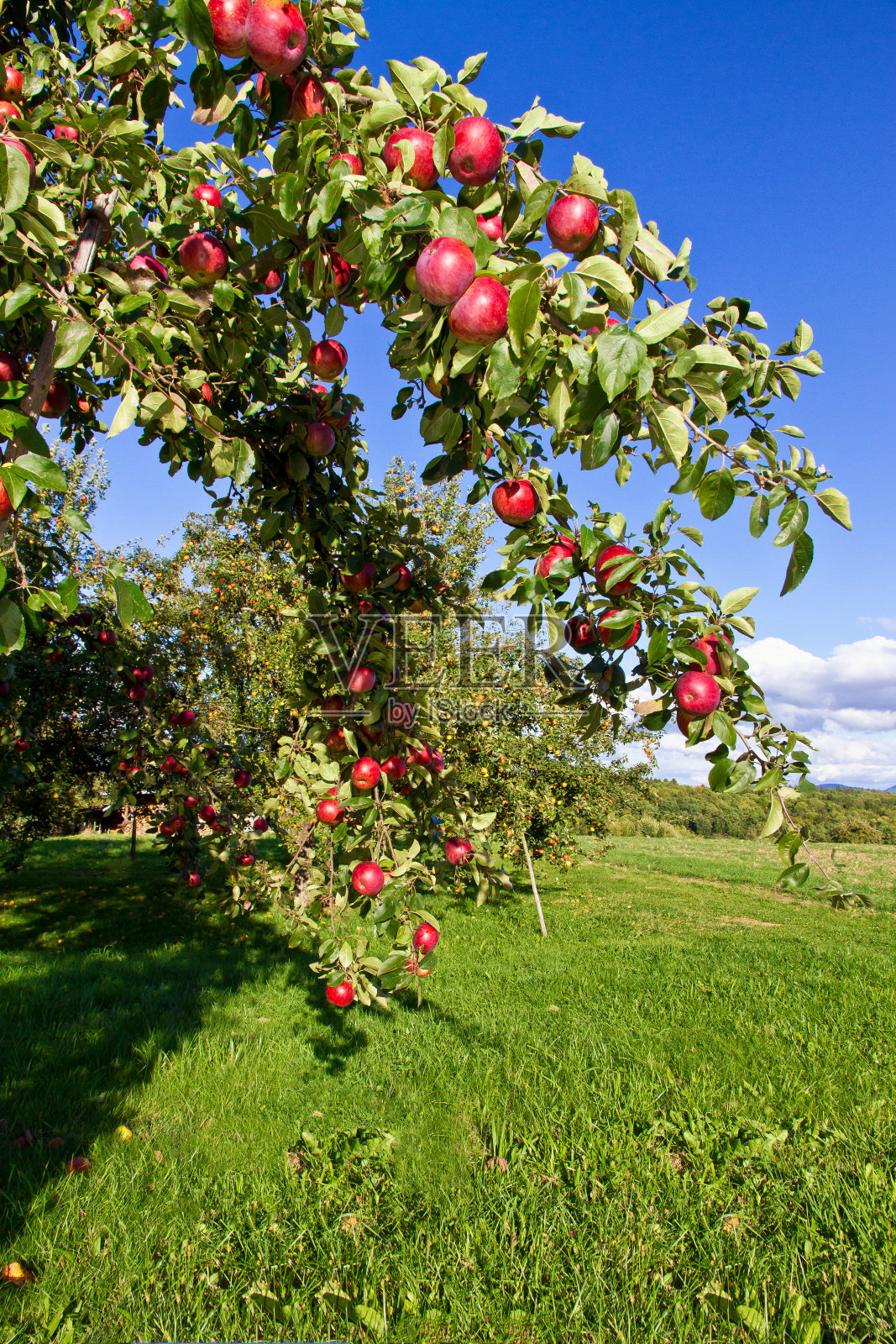 大自然中的苹果树照片摄影图片