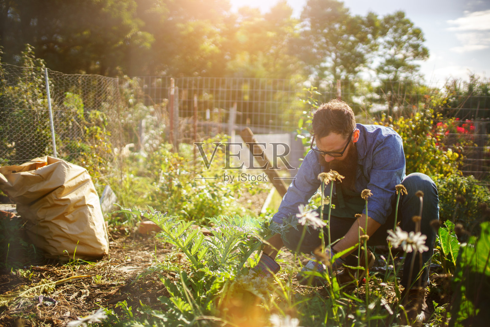 在公共花园种植庄稼的人照片摄影图片