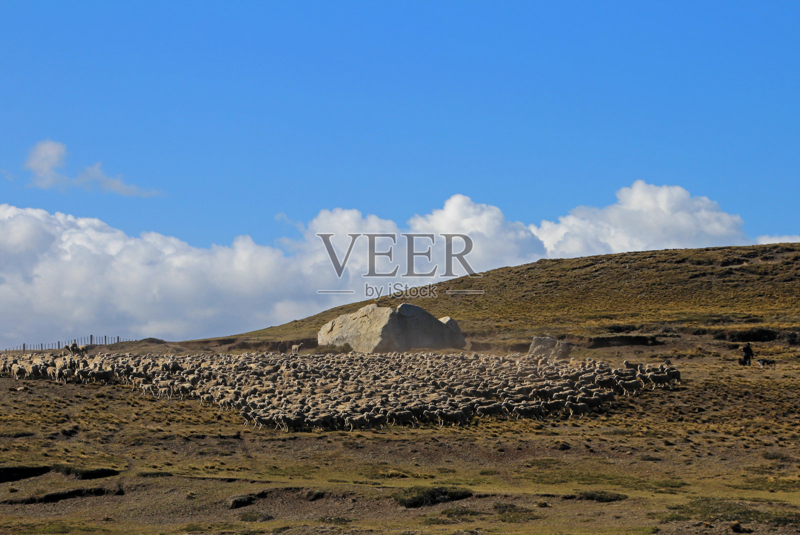 智利巴塔哥尼亚Porvenir附近的羊群照片摄影图片