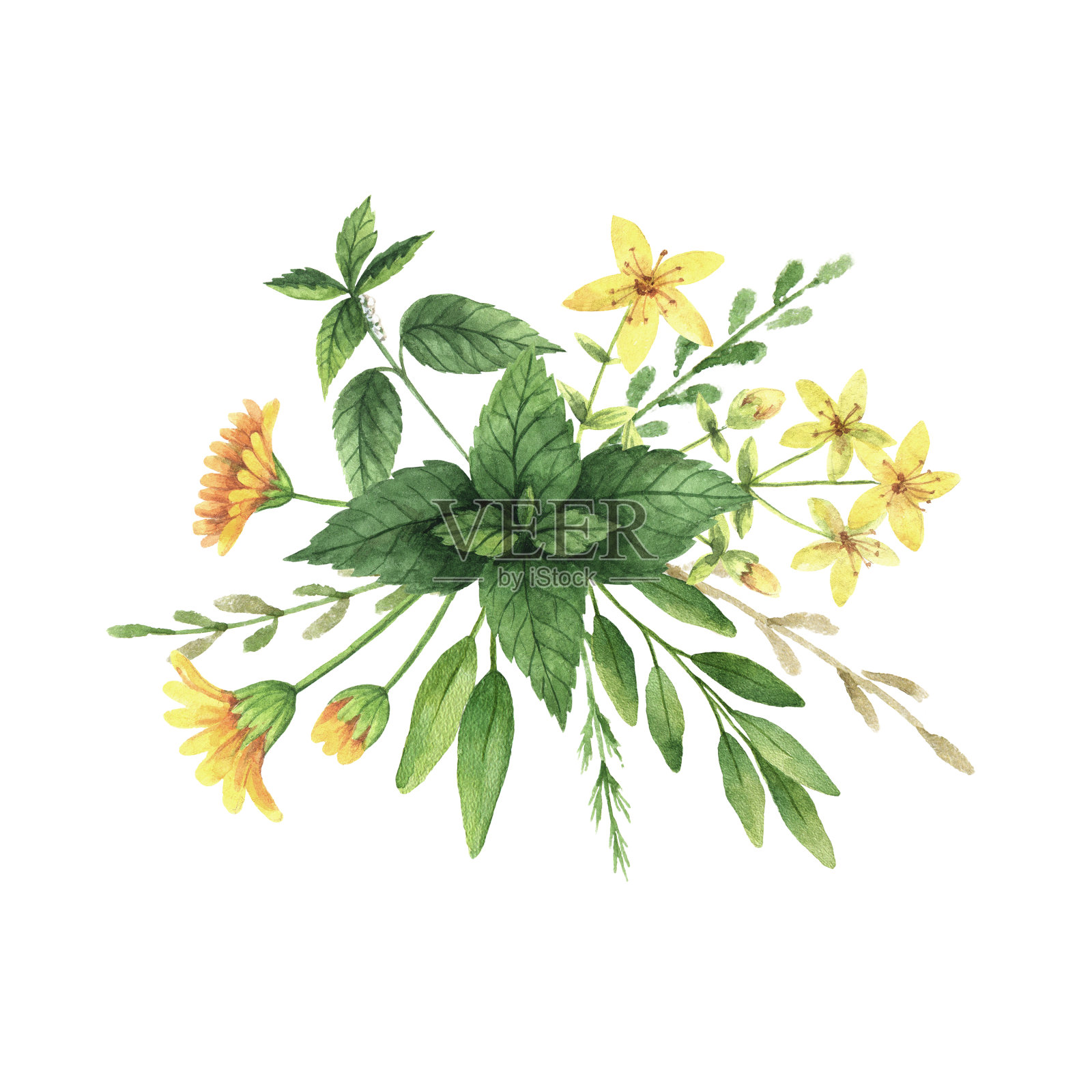 水彩手画花香与野生香草和香料。插画图片素材