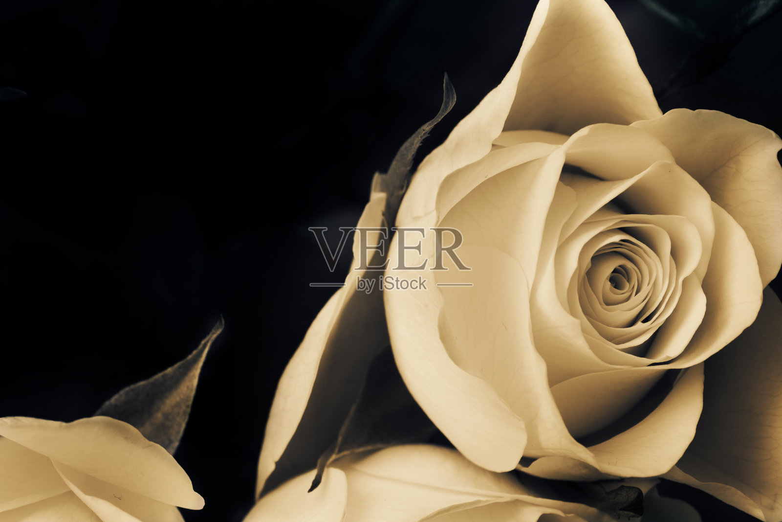 建议白玫瑰。悲伤的玫瑰花。照片摄影图片