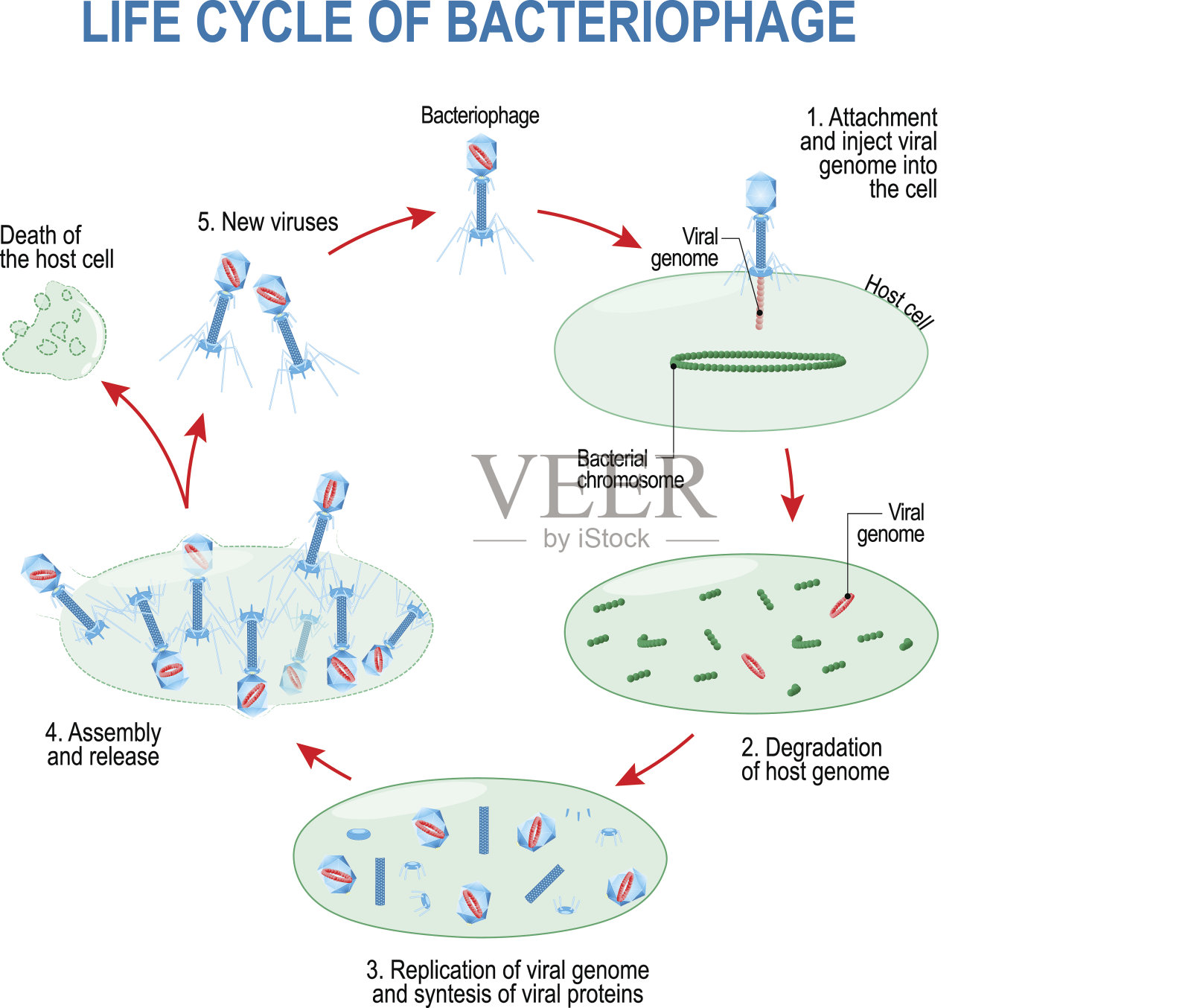 噬菌体的生命周期插画图片素材