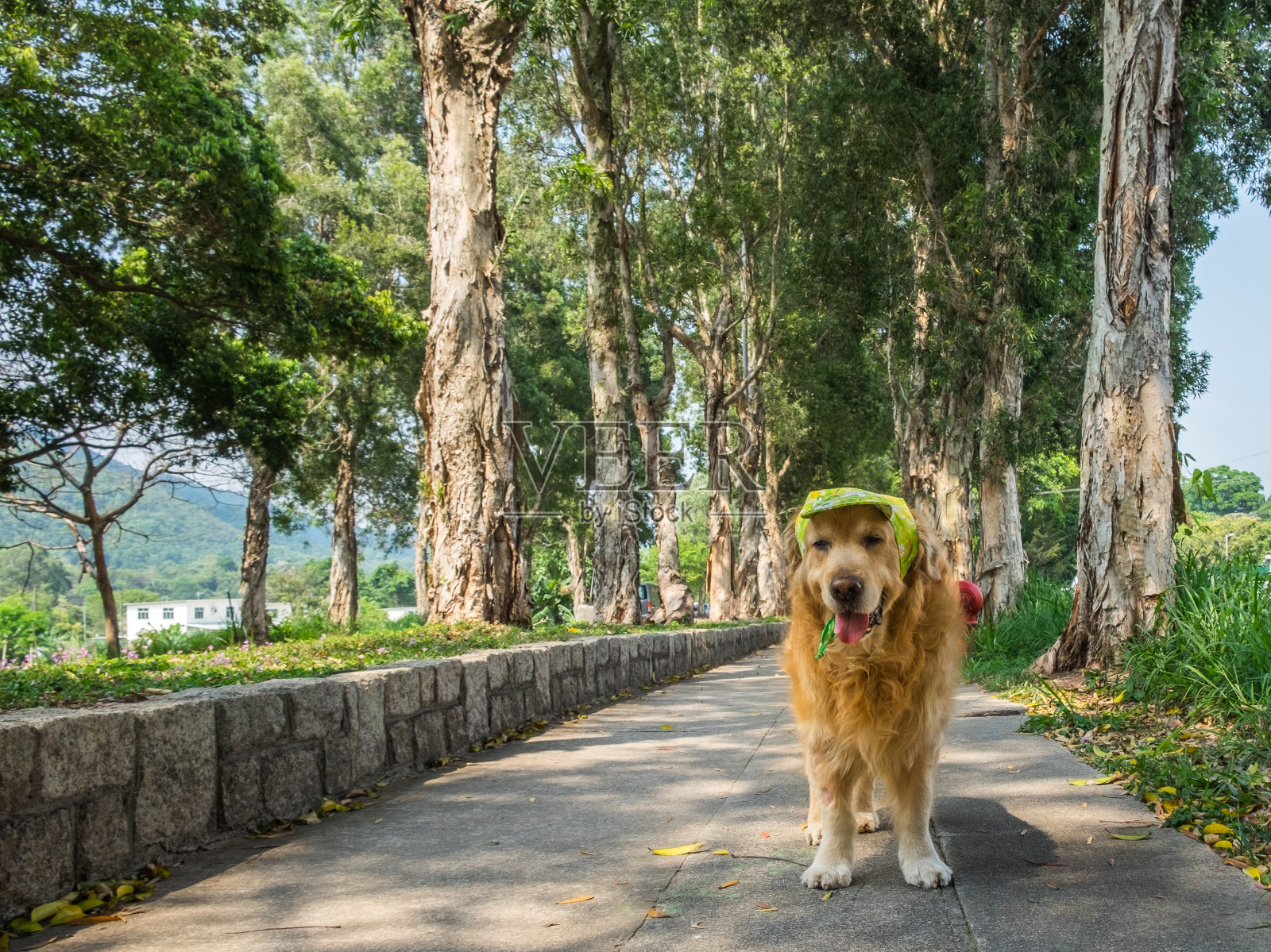 戴着帽子的12岁金毛猎犬在空旷的巷子里散步照片摄影图片