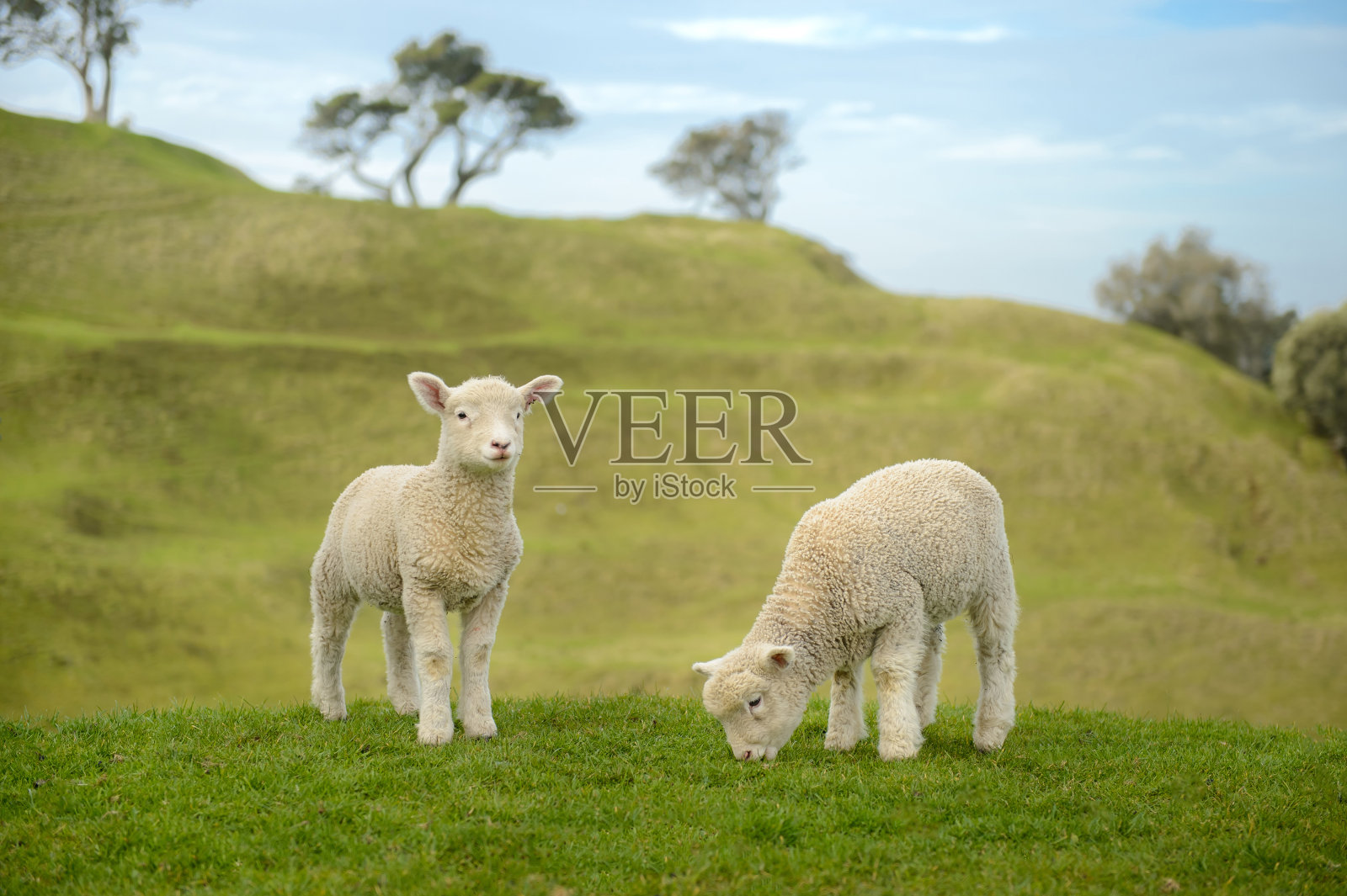 新西兰奥克兰的两只小绵羊在吃草照片摄影图片