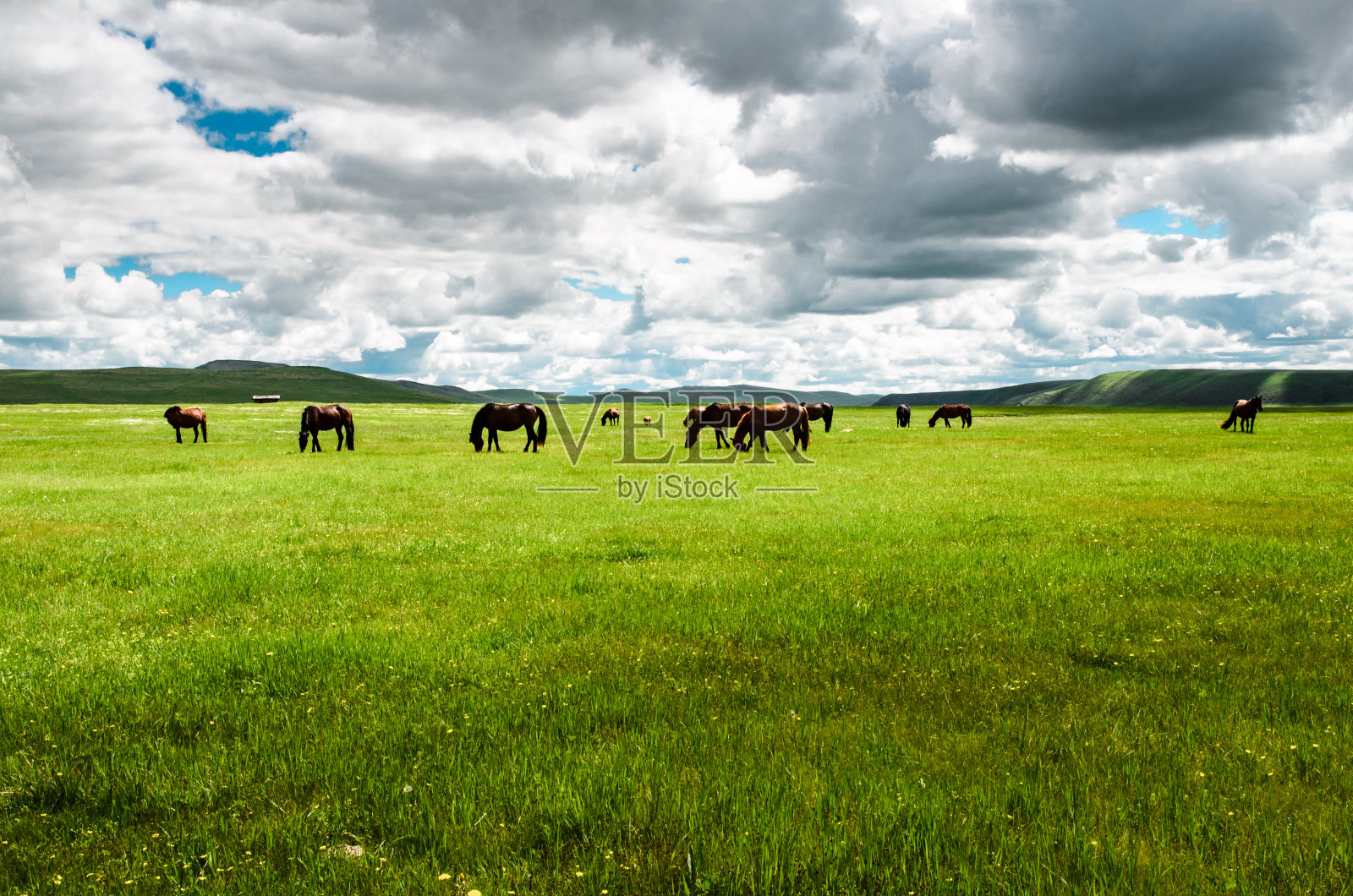 马在草原上照片摄影图片