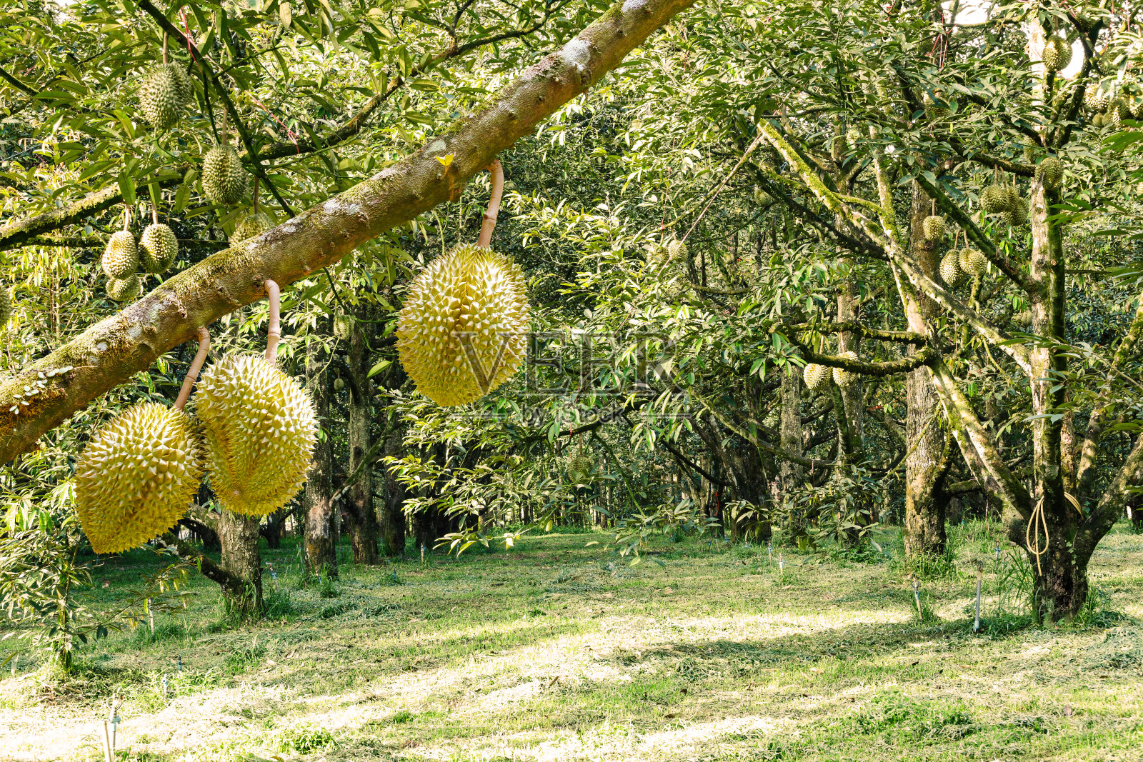 monthong榴莲，树上的热带水果之王照片摄影图片