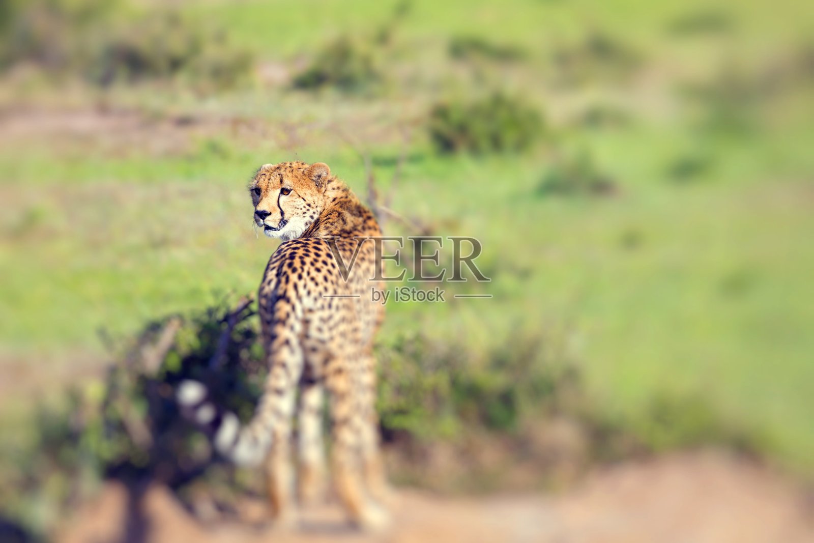 肯尼亚西南部马赛马拉国家野生动物保护区里的一只猎豹。照片摄影图片
