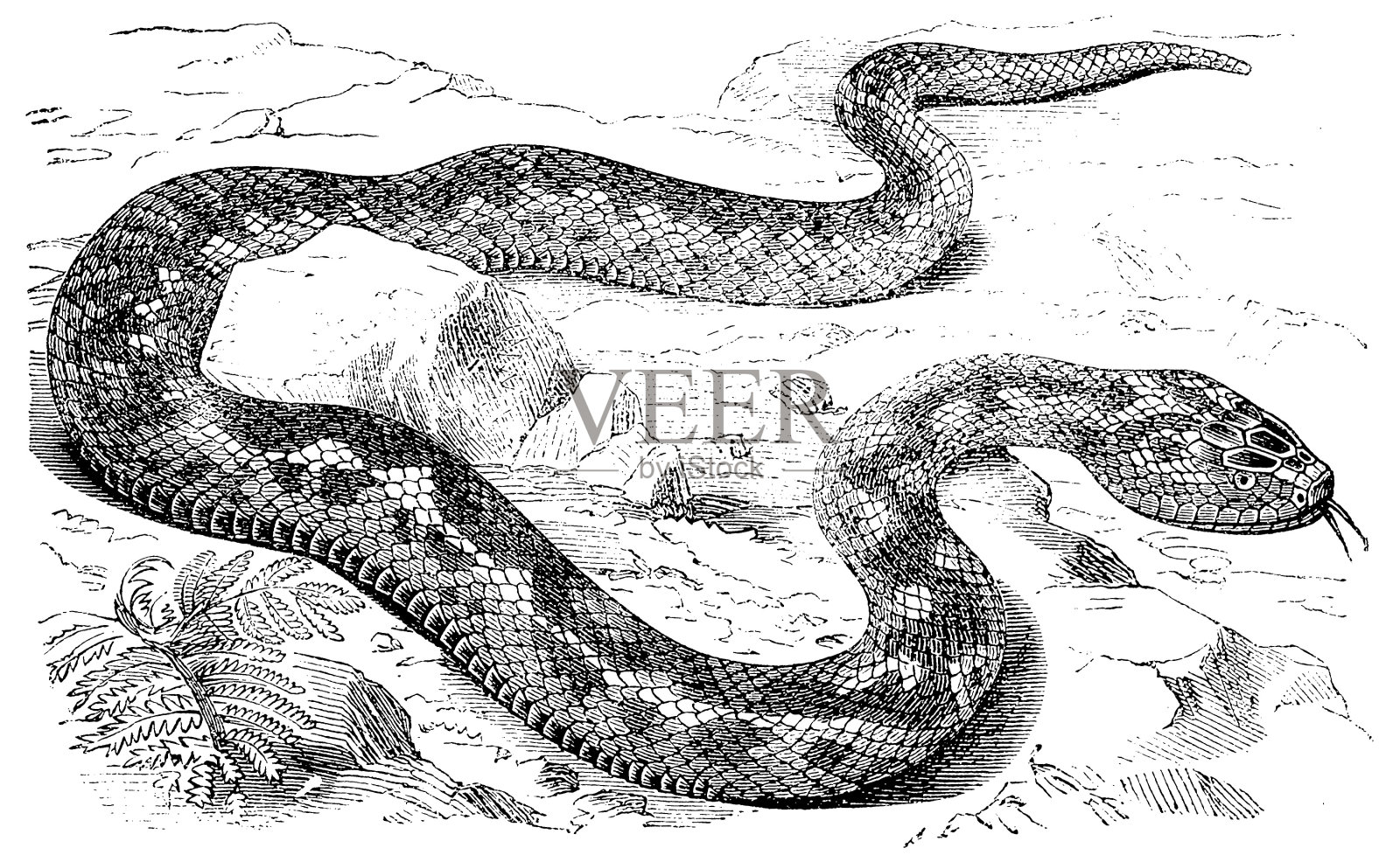 欧洲蝰蛇(蝰蛇)设计元素图片