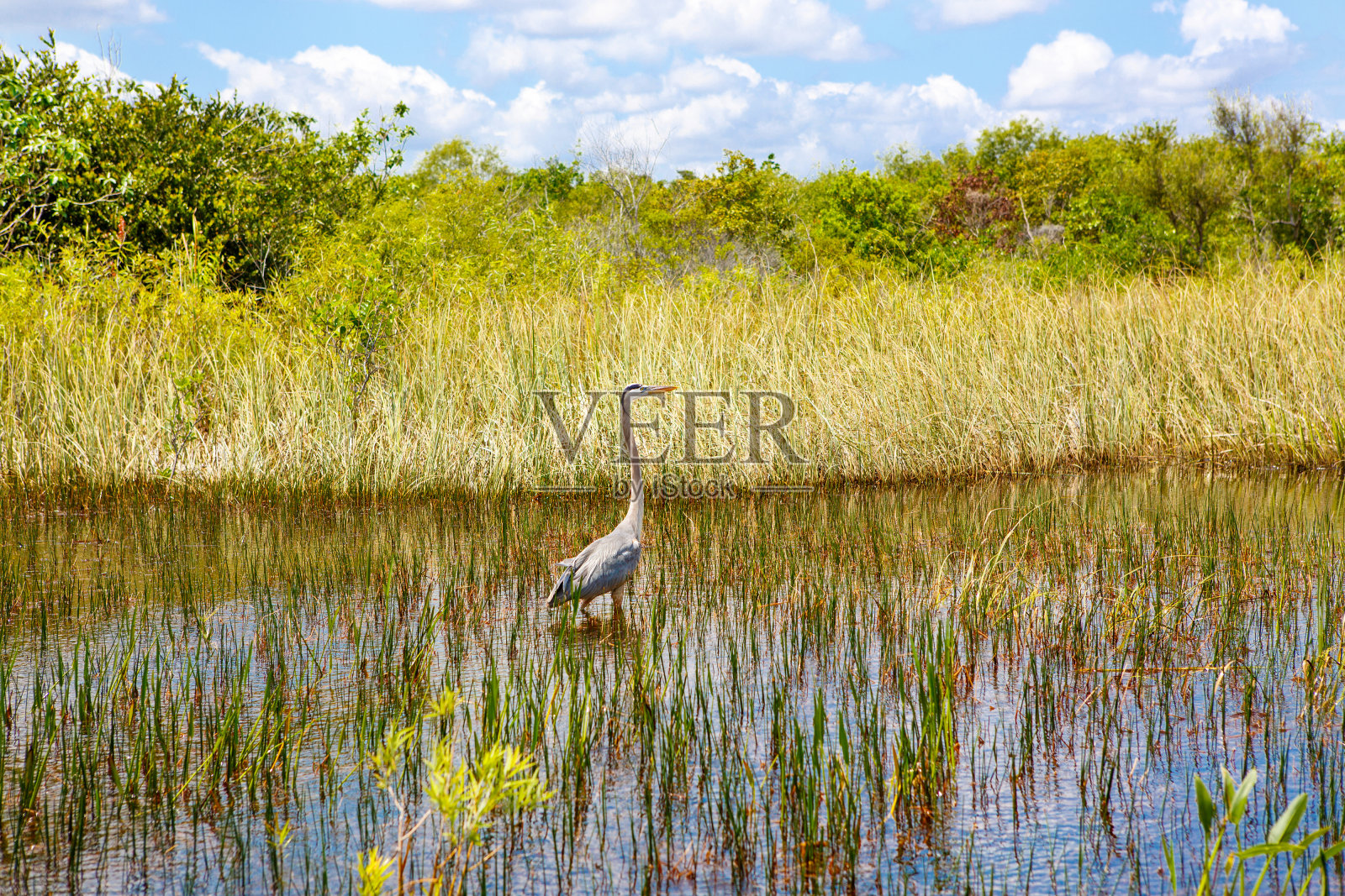 佛罗里达湿地，在美国的大沼泽地国家公园乘坐汽艇。照片摄影图片