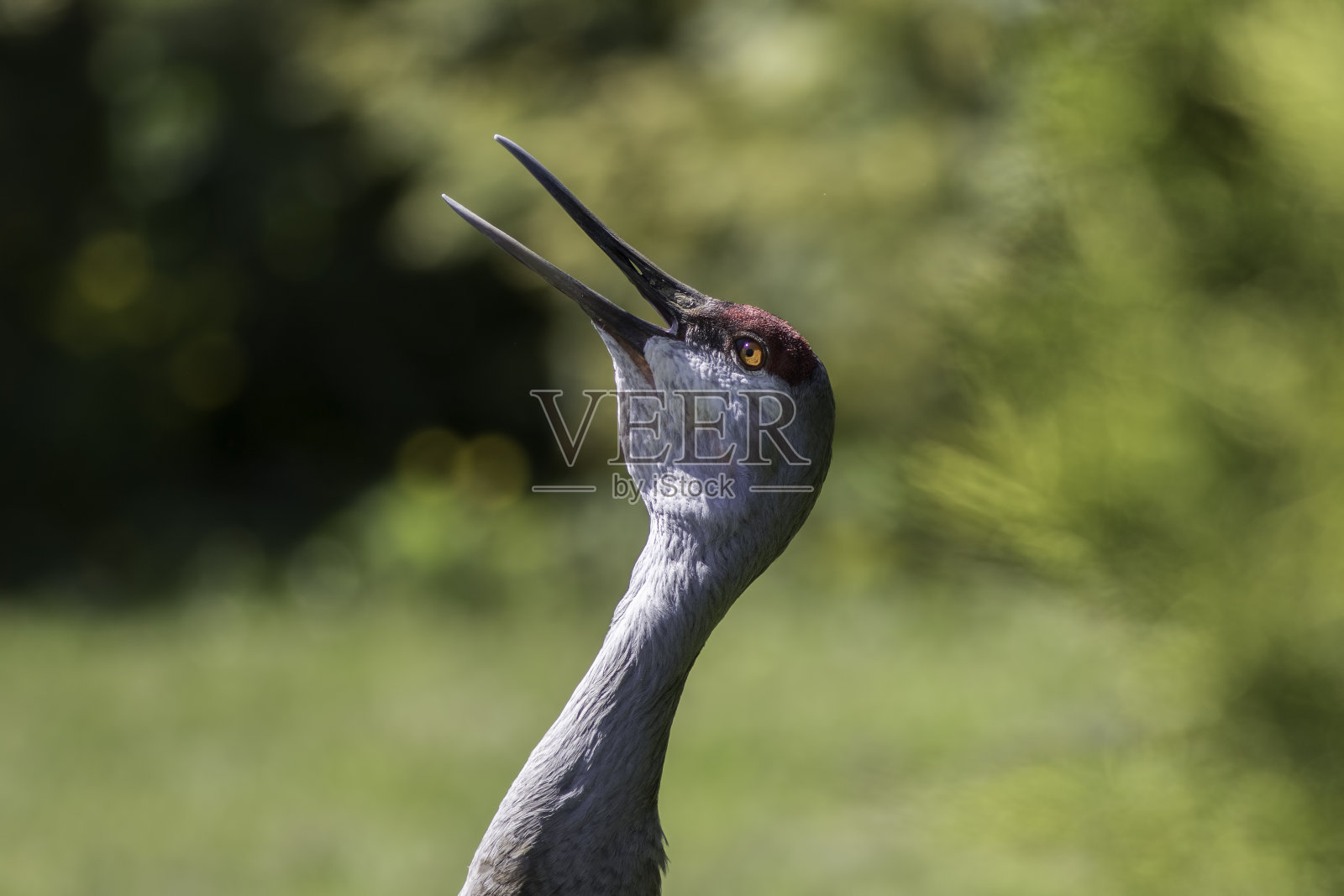 沙丘鹤(Antigone canadensis)近距离展示。鸟张开嘴叫。照片摄影图片