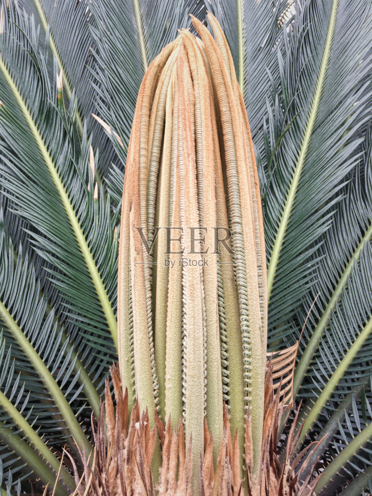 雌西米棕榈(苏铁)，也被称为王西米棕榈的花特写，被光泽的深绿色叶子包围照片摄影图片