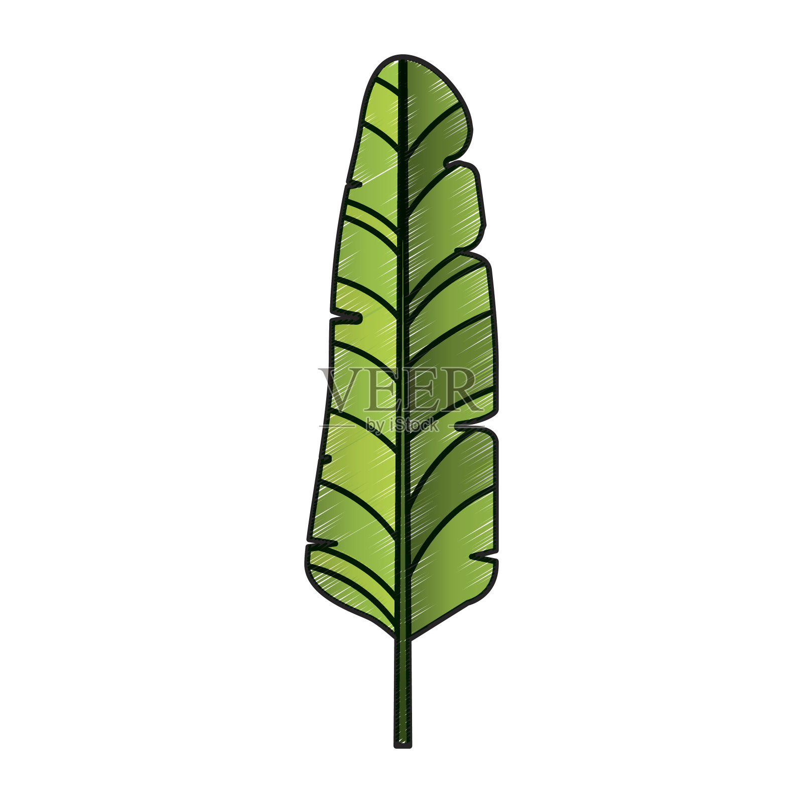 叶植物装饰孤立图标设计元素图片
