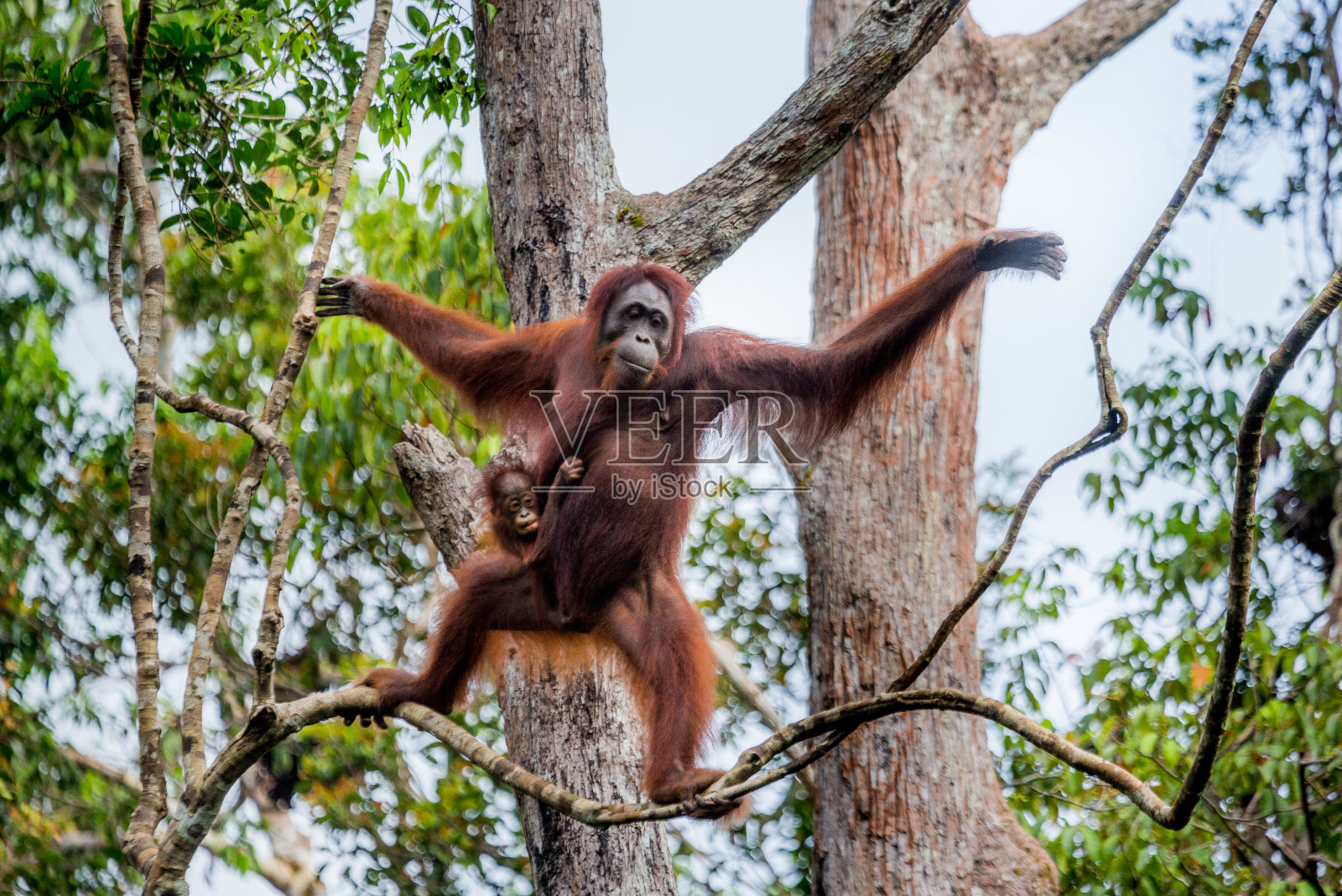 黑猩猩倭黑猩猩的幼崽高清摄影大图-千库网