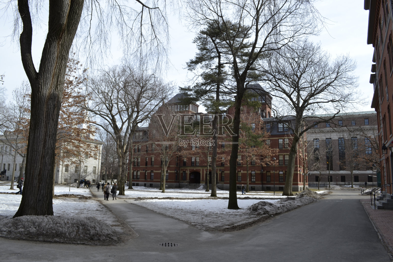 雪中的哈佛照片摄影图片