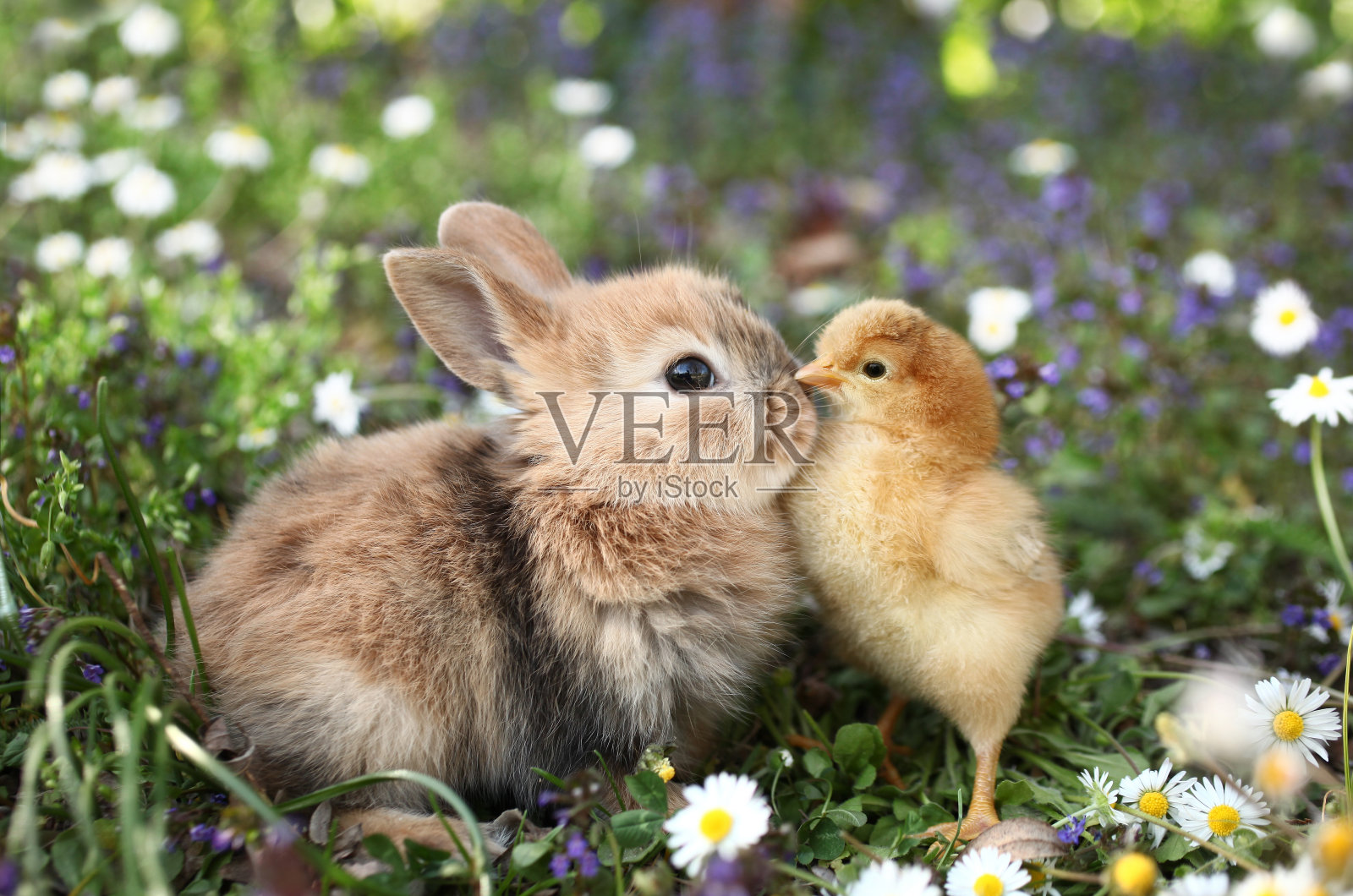 好朋友兔子兔和小鸡在接吻照片摄影图片