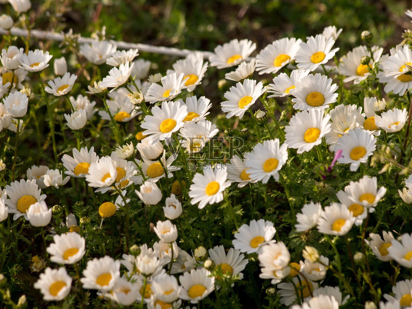 雏菊花园在阳光明媚的日子里，特写照片摄影图片