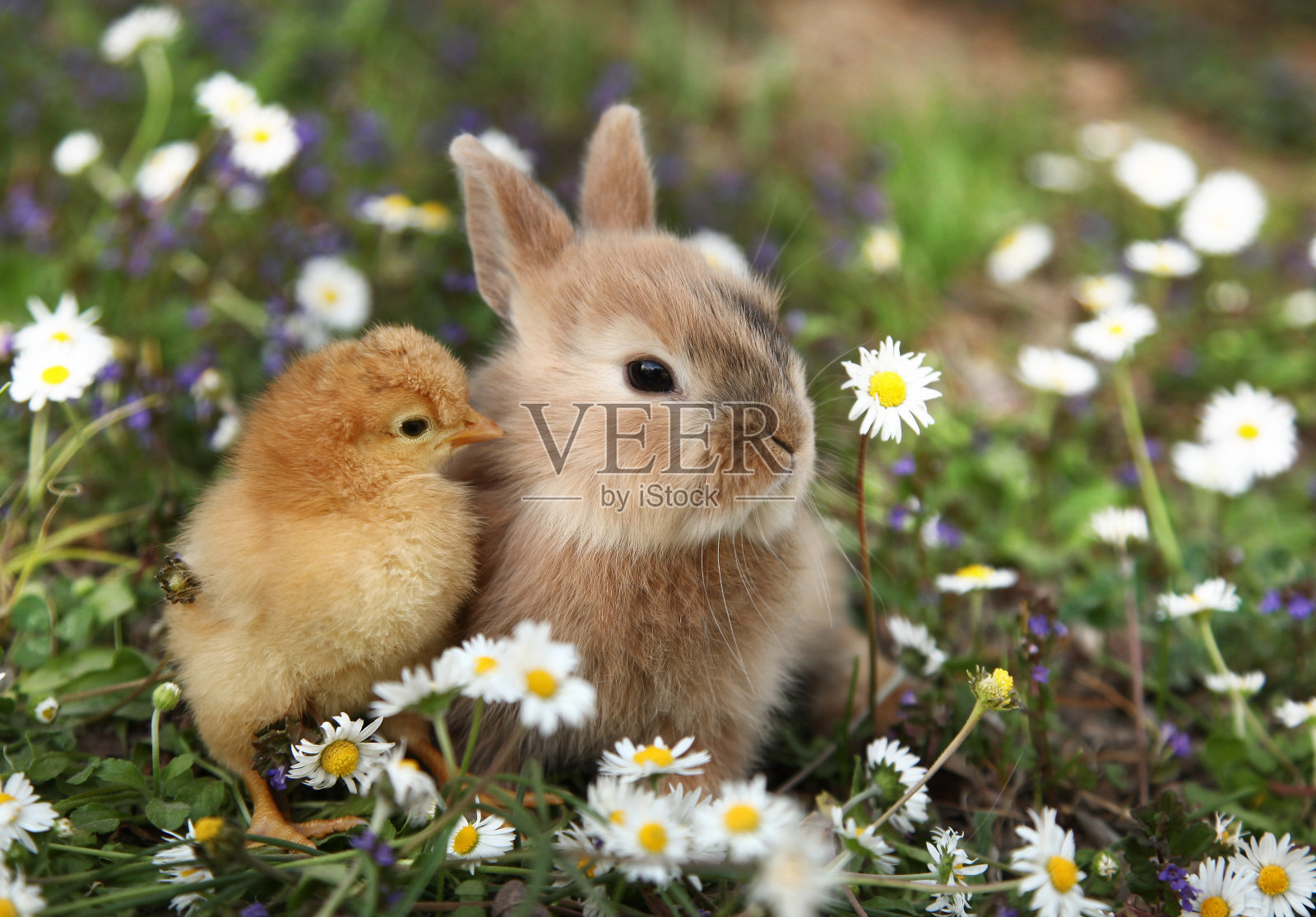 小兔子和小鸡是最好的朋友照片摄影图片