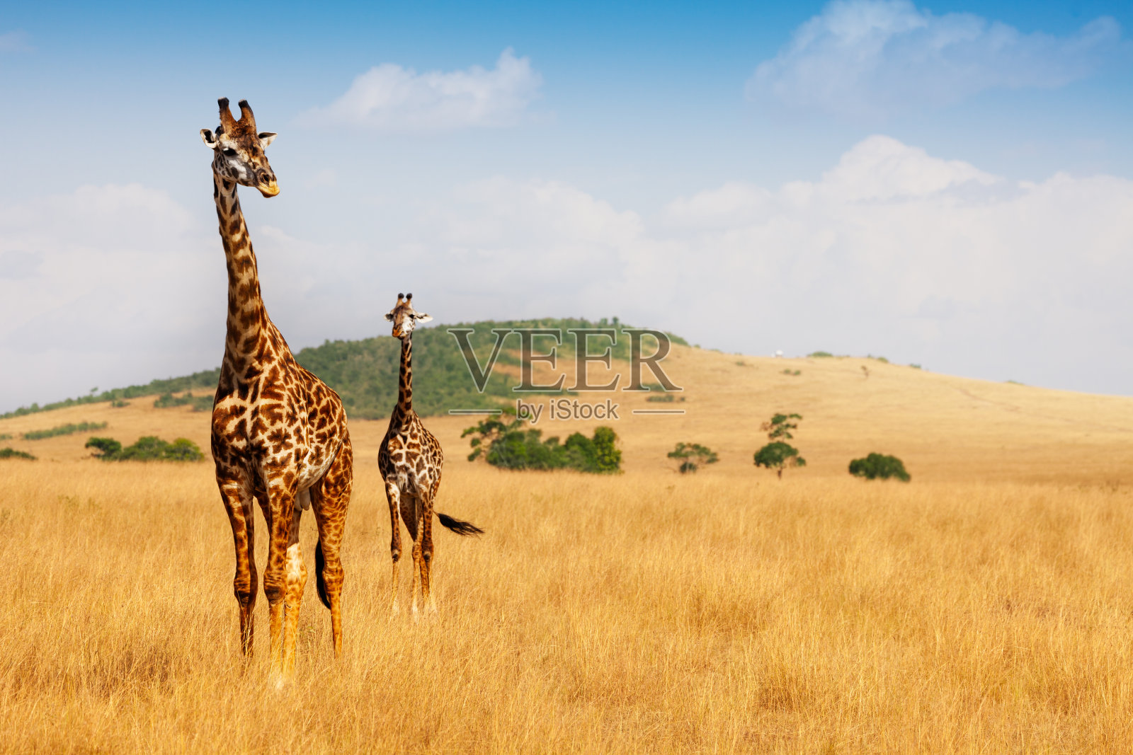 马赛长颈鹿在热带大草原的干草上行走照片摄影图片