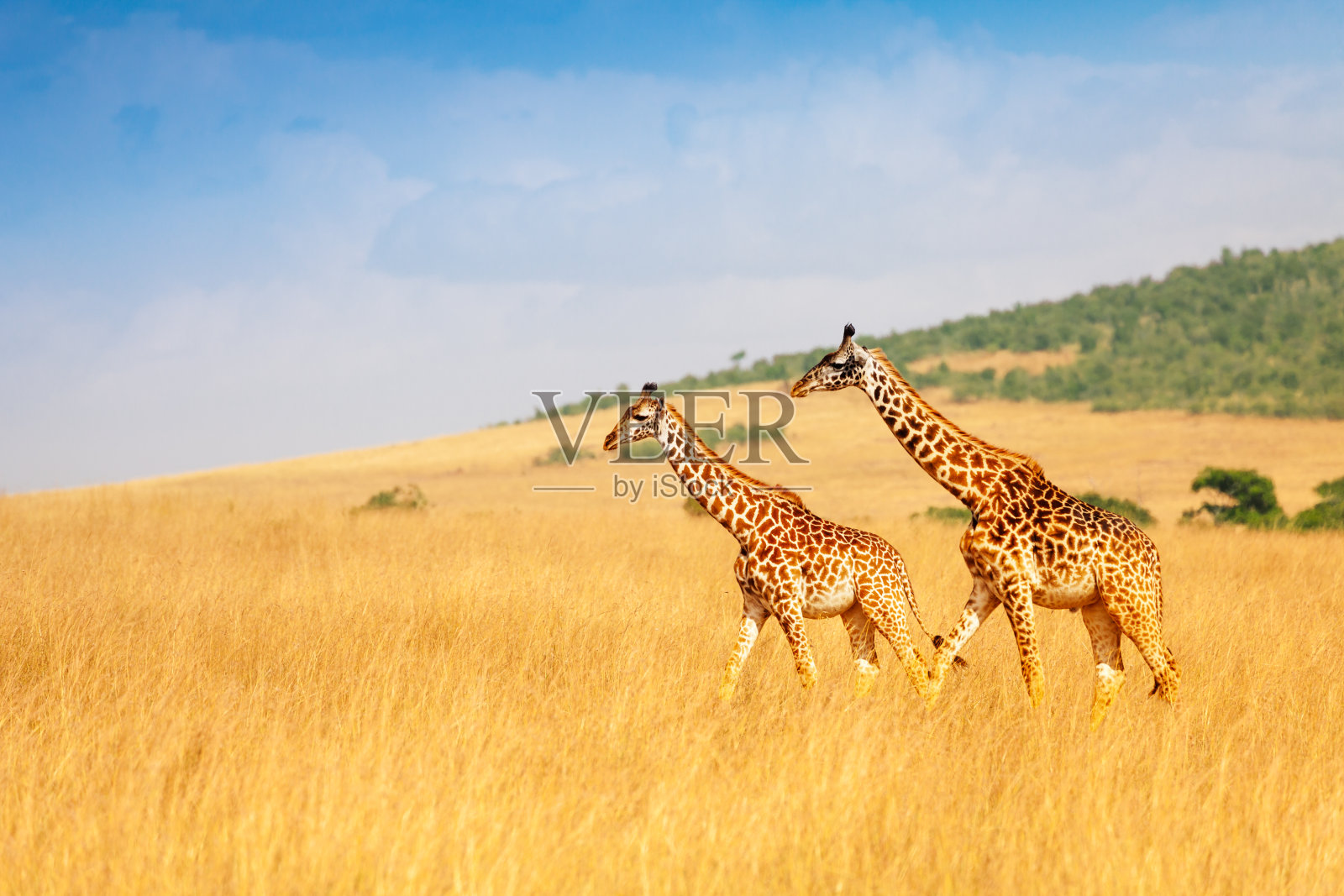 肯尼亚大草原上马赛长颈鹿一起散步照片摄影图片