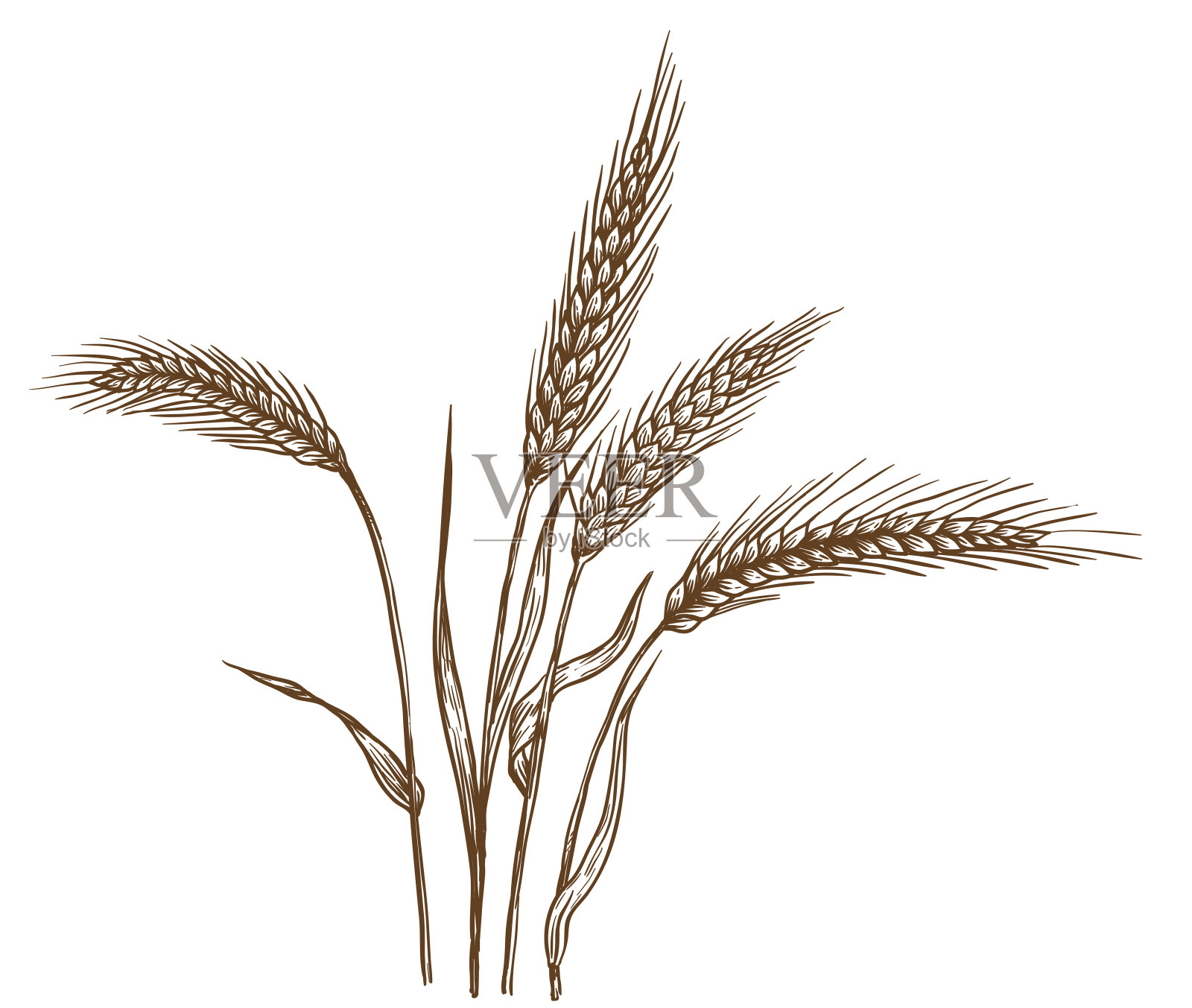 耳朵的小麦。向量草图设计元素图片