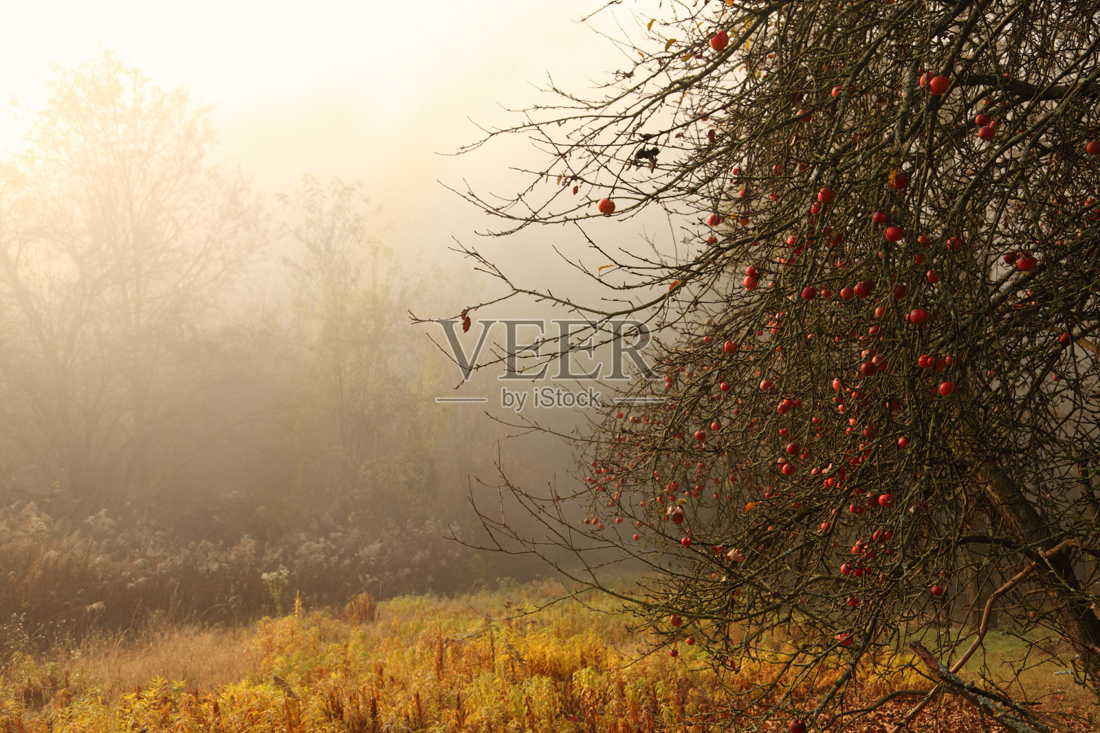 深秋的苹果树照片摄影图片
