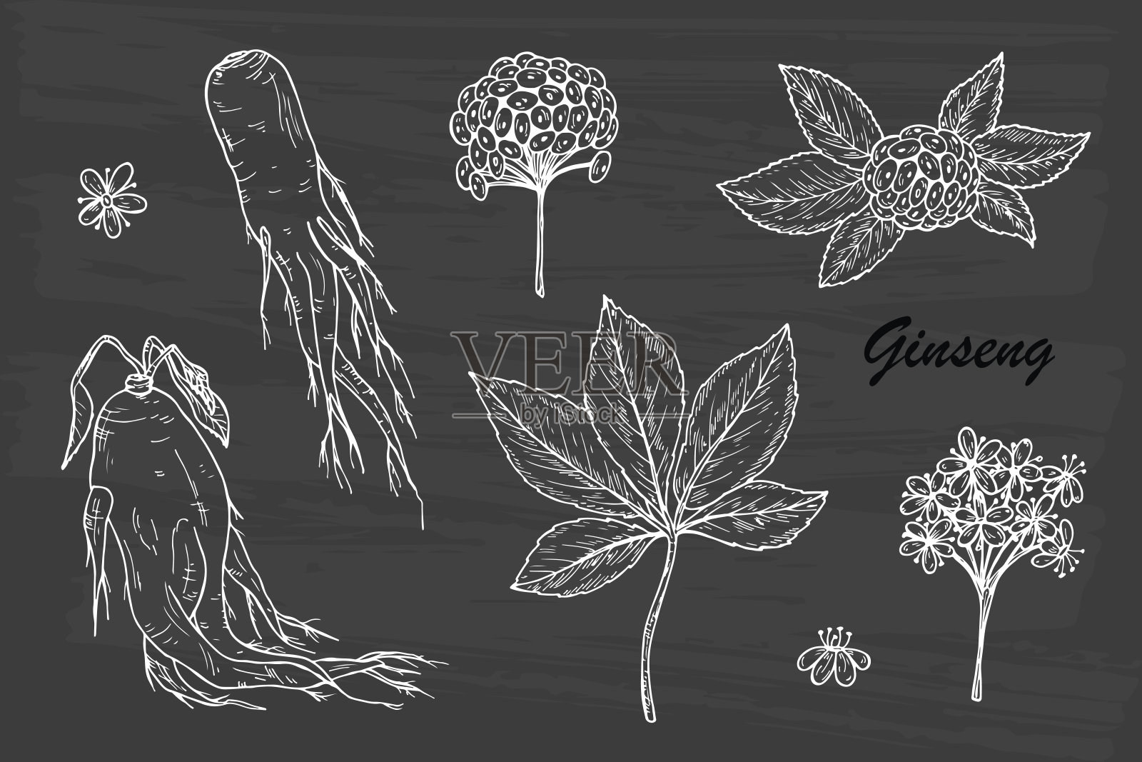 药用植物。人参的根，叶，浆果和花。替代医学。生物添加剂。传统草药疗法。矢量图插画图片素材