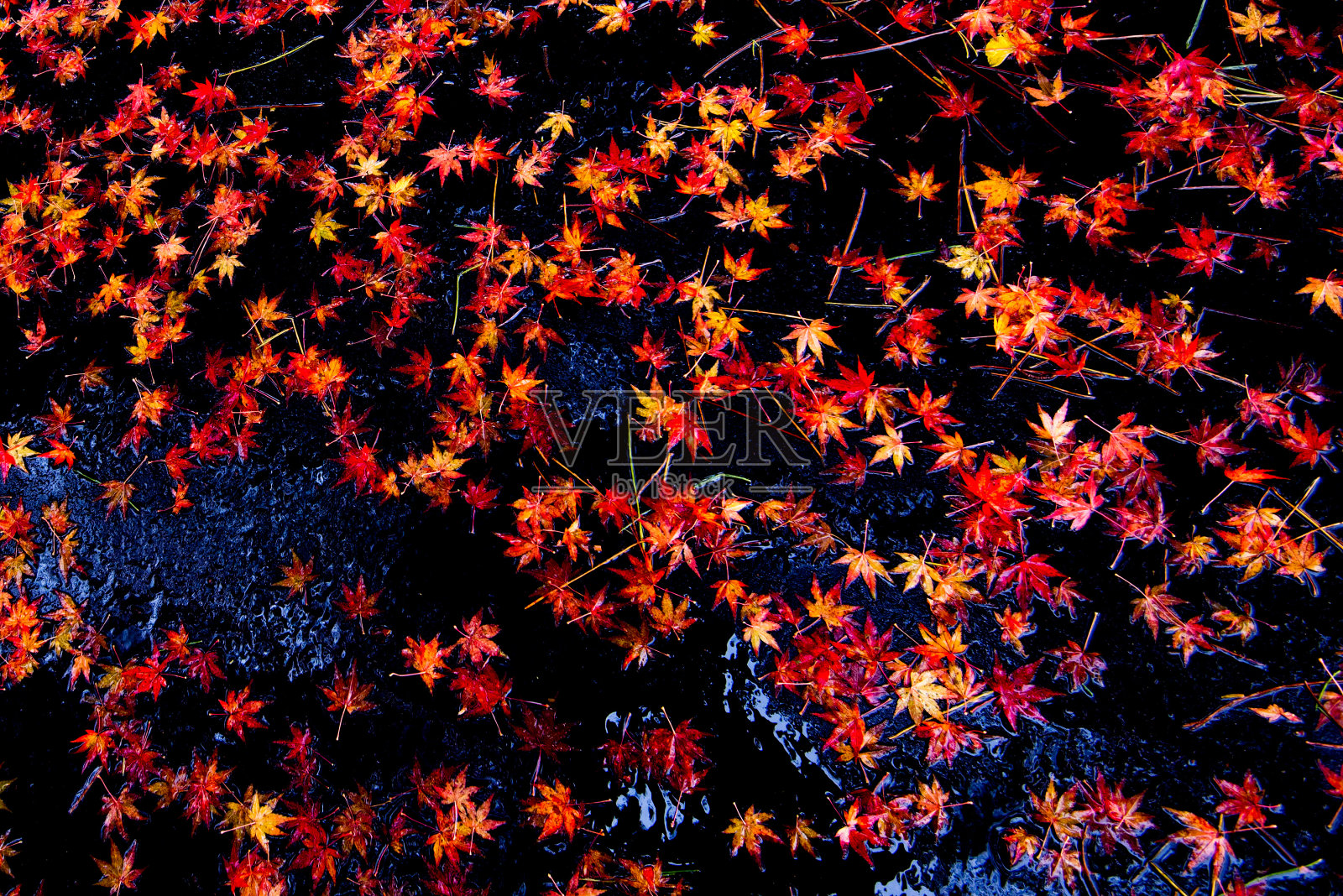 一个美丽的秋天背景与枫叶照片摄影图片