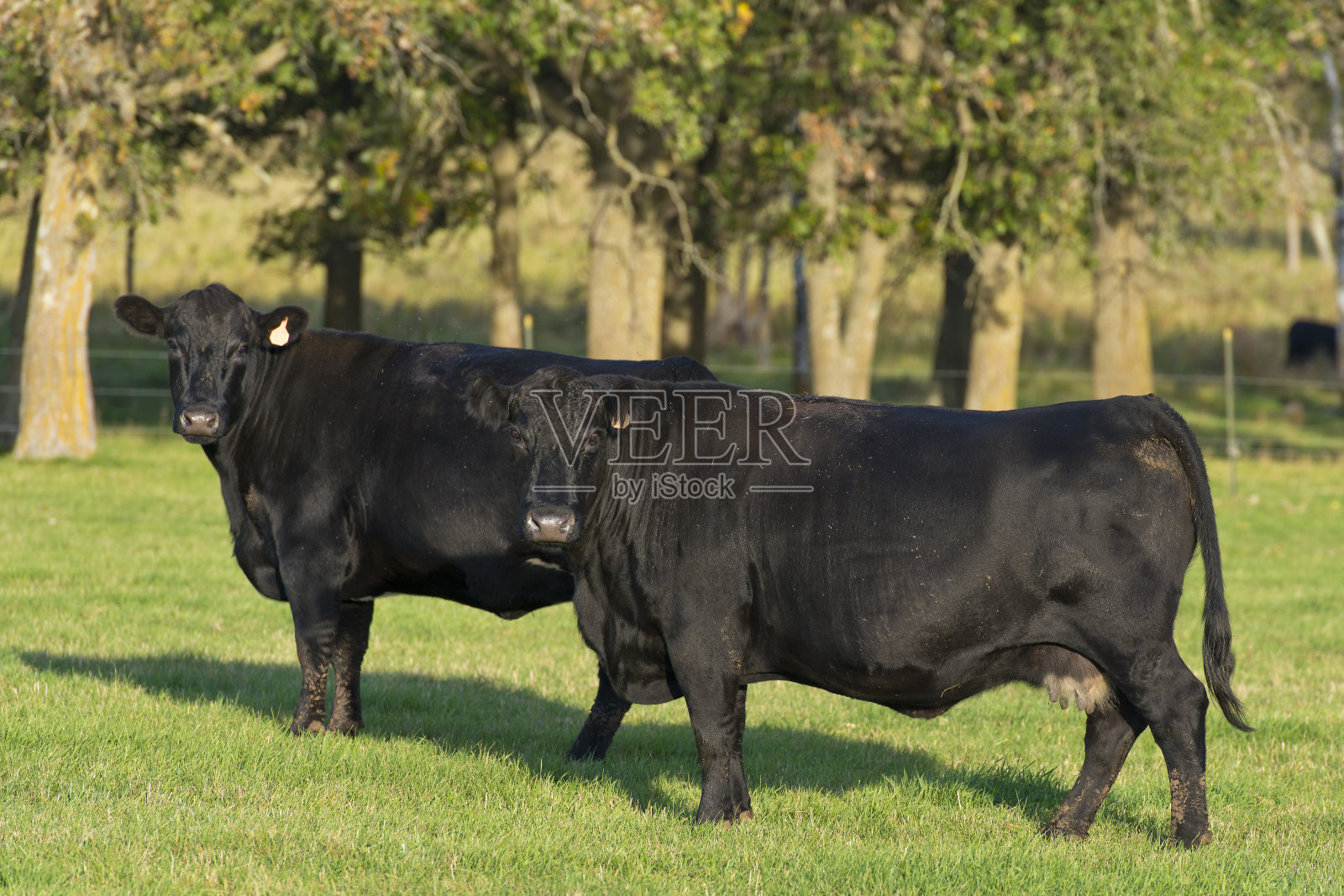 草地上的两头黑色安格斯牛照片摄影图片