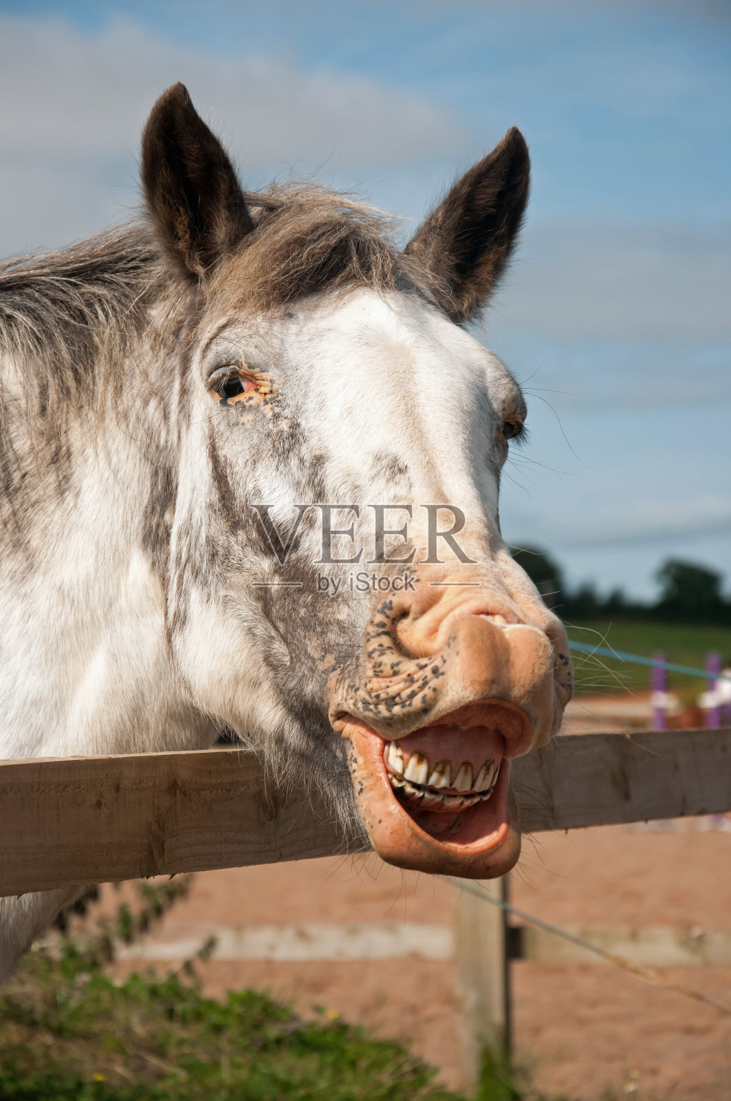 微笑的马照片摄影图片