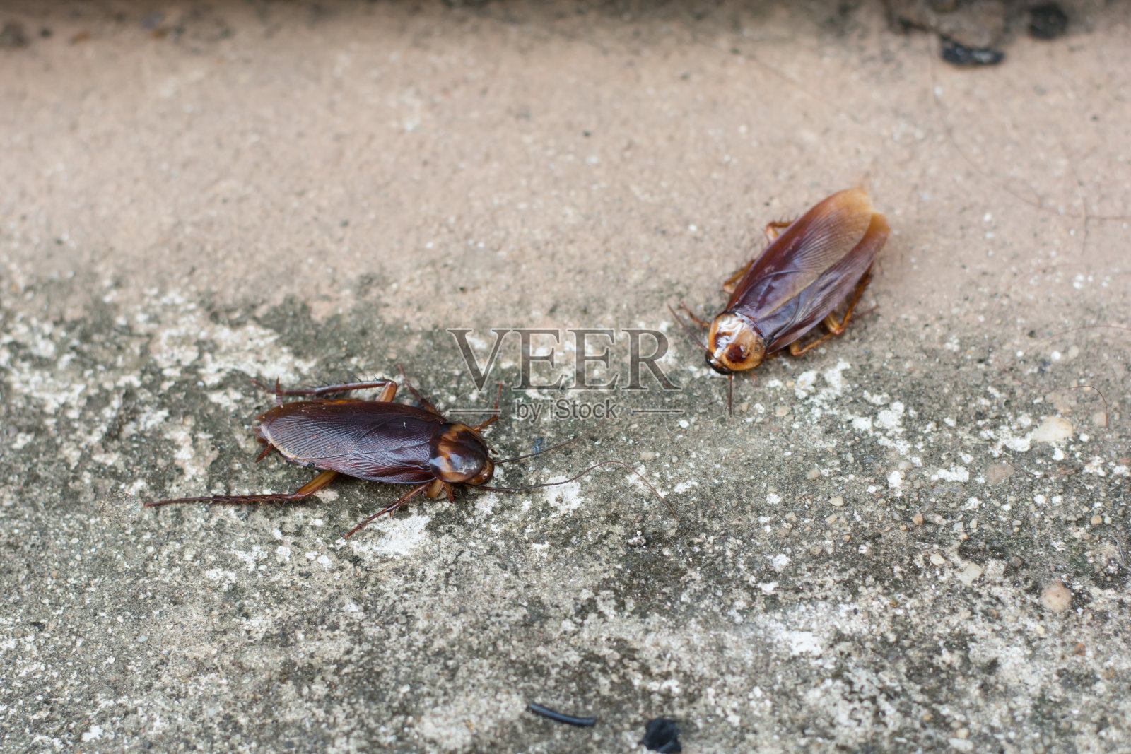 水泥地板上的蟑螂照片摄影图片