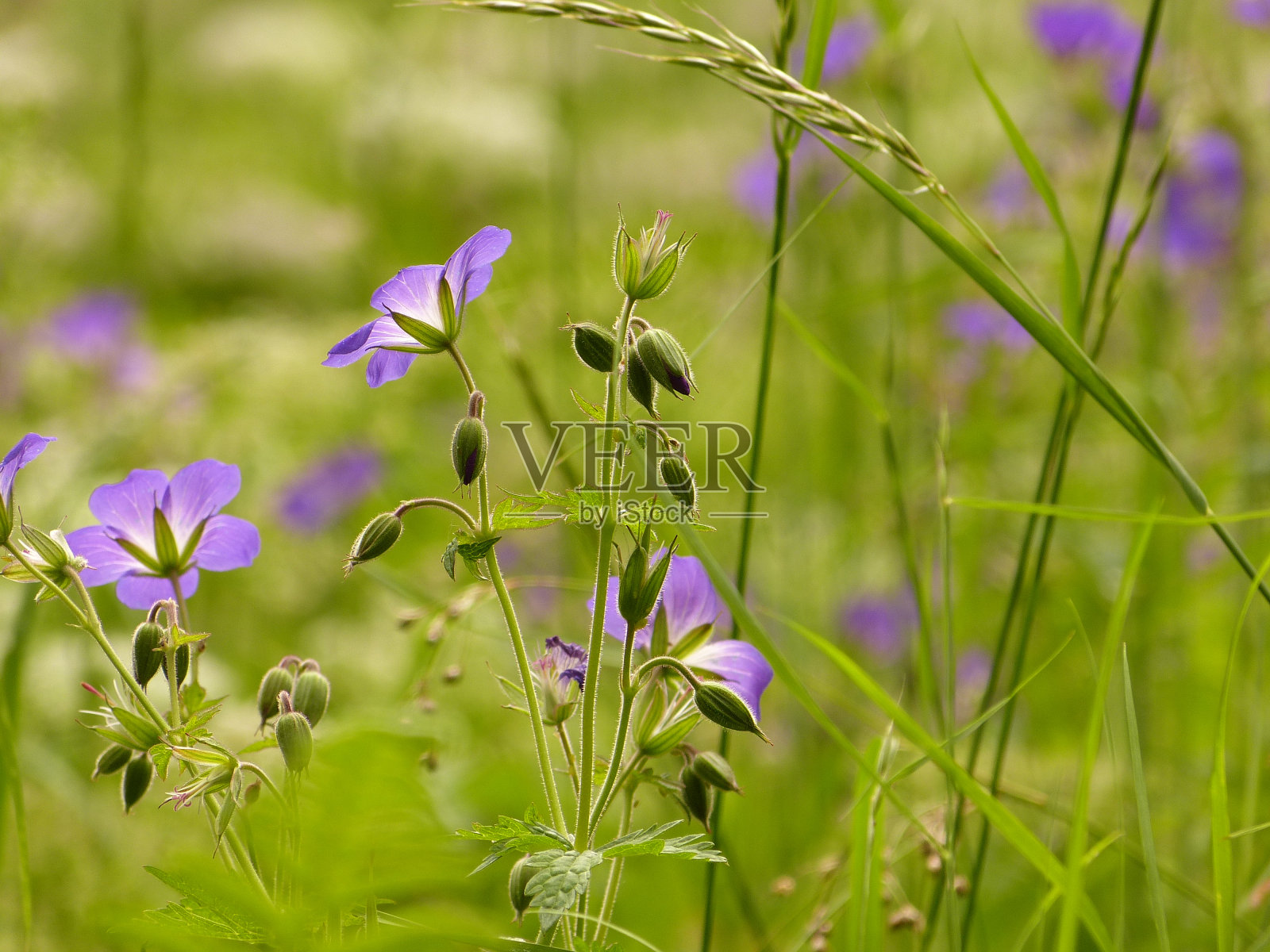 绿色的背景和淡紫色的香草花照片摄影图片