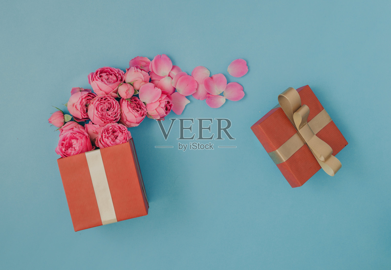 打开一个红色的礼品盒，里面装满了蓝色背景的粉红玫瑰照片摄影图片