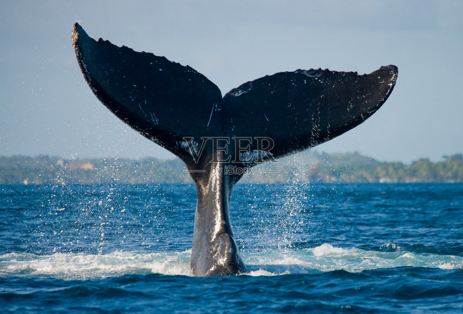 座头鲸的尾巴。照片摄影图片