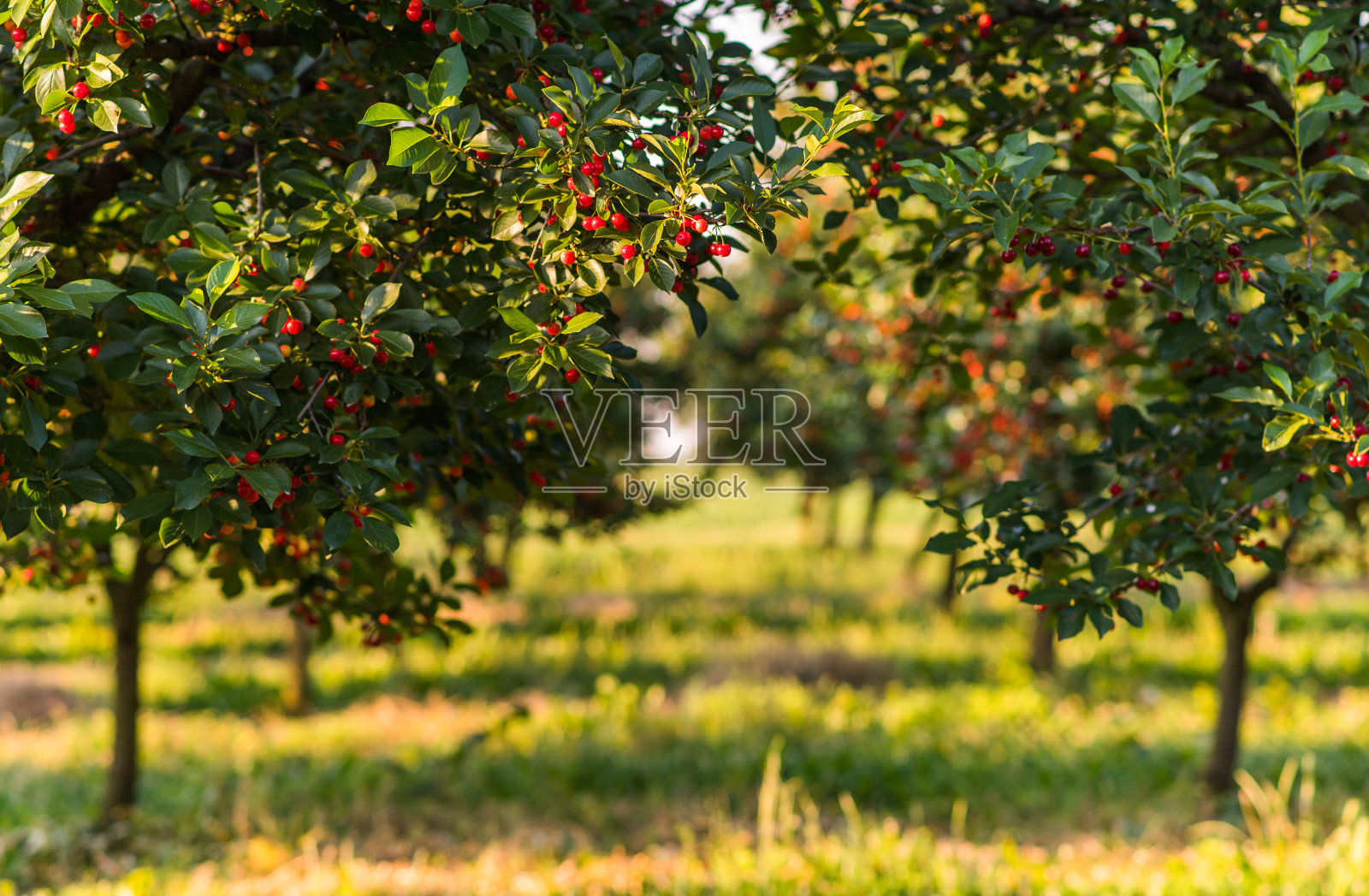初夏，果园里的红色和甜美的樱桃树在枝头摇曳照片摄影图片