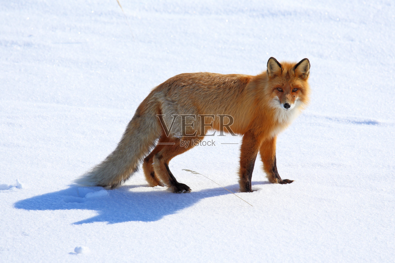 Vulpes Vulpes。冬天的一天，在亚马尔的红狐照片摄影图片