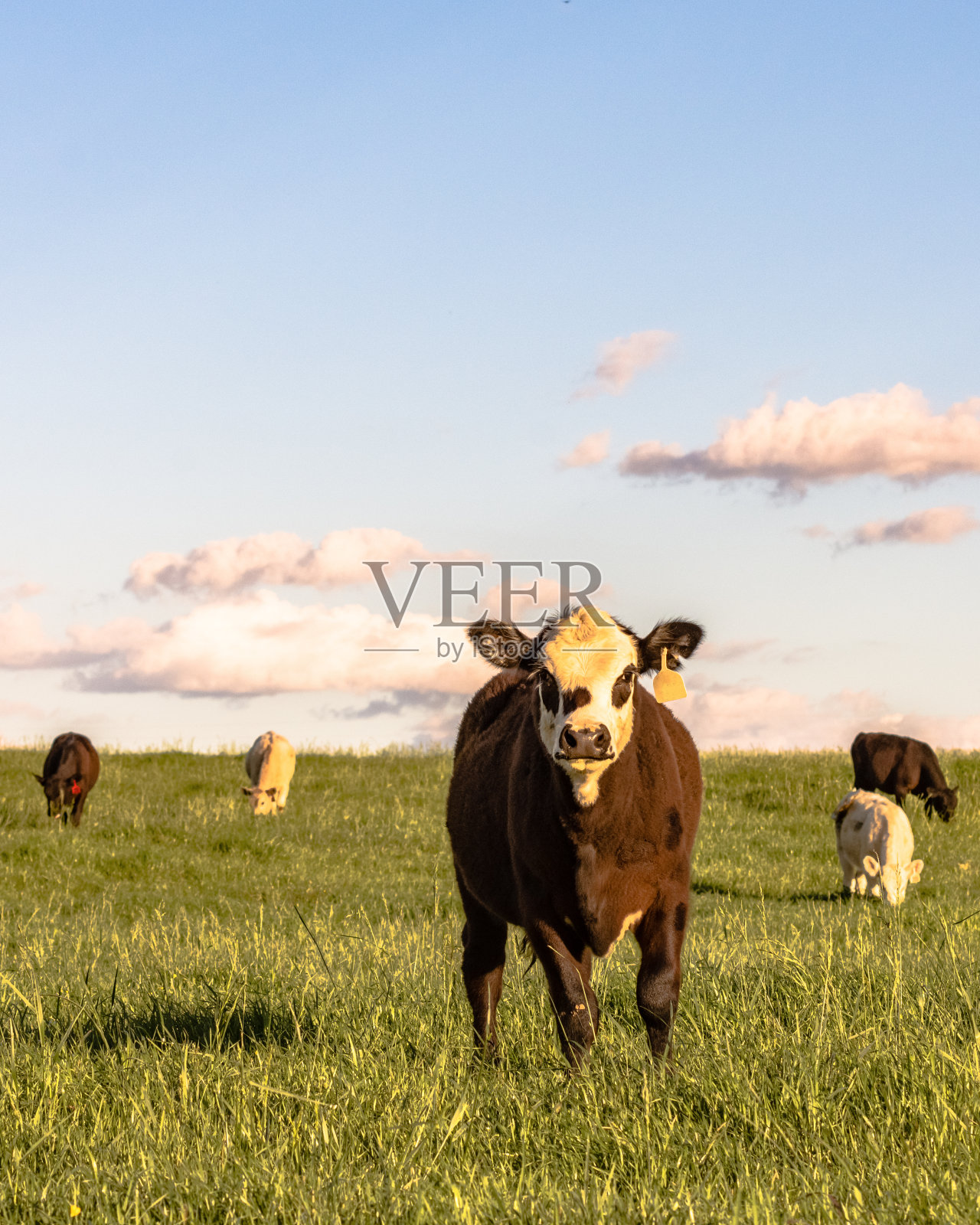 在黑麦草牧场的牲畜-垂直照片摄影图片